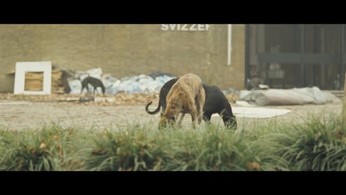 3 greyhounds scavenge in an empty lot with a brick building in the background. 
