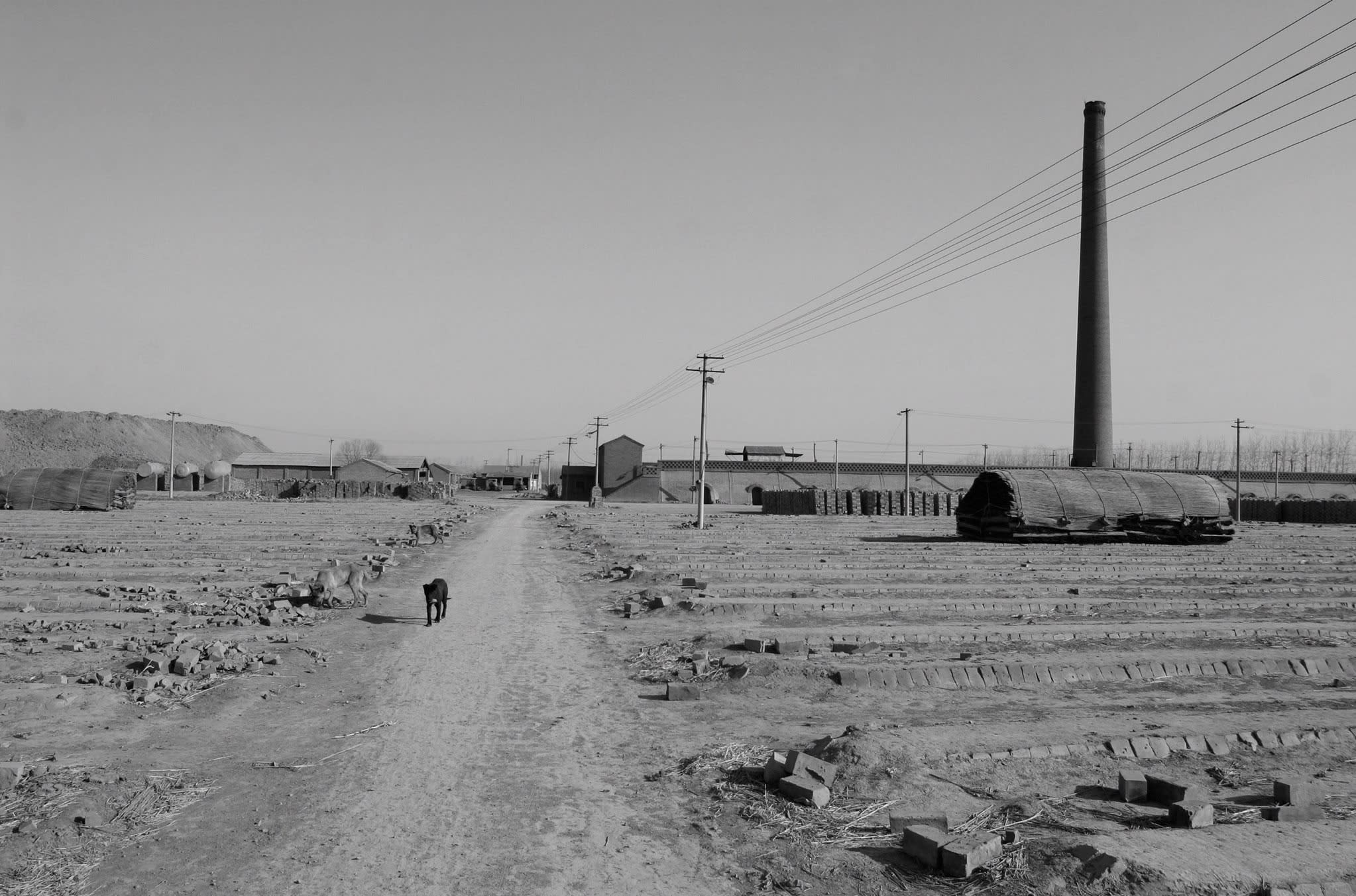A small black dog walks along a dirt path in a barren farming landscape. 