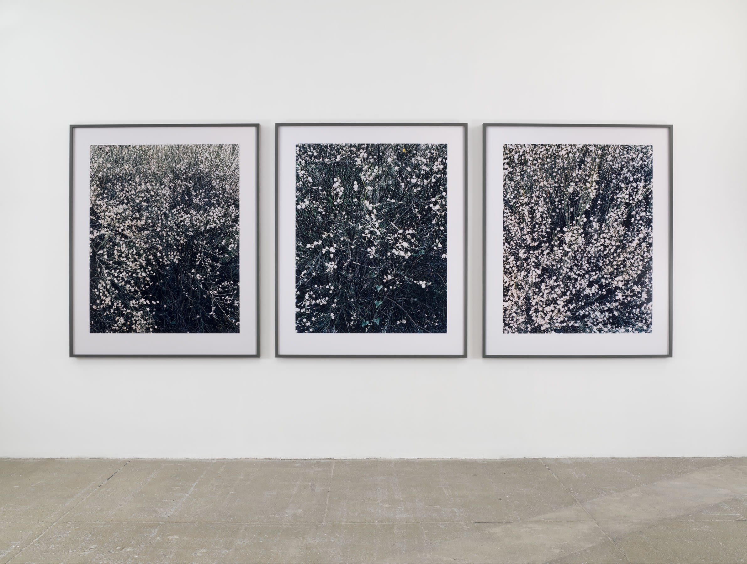 Three large framed photographs of close-ups of bushes hang alongside each other on a white wall. 