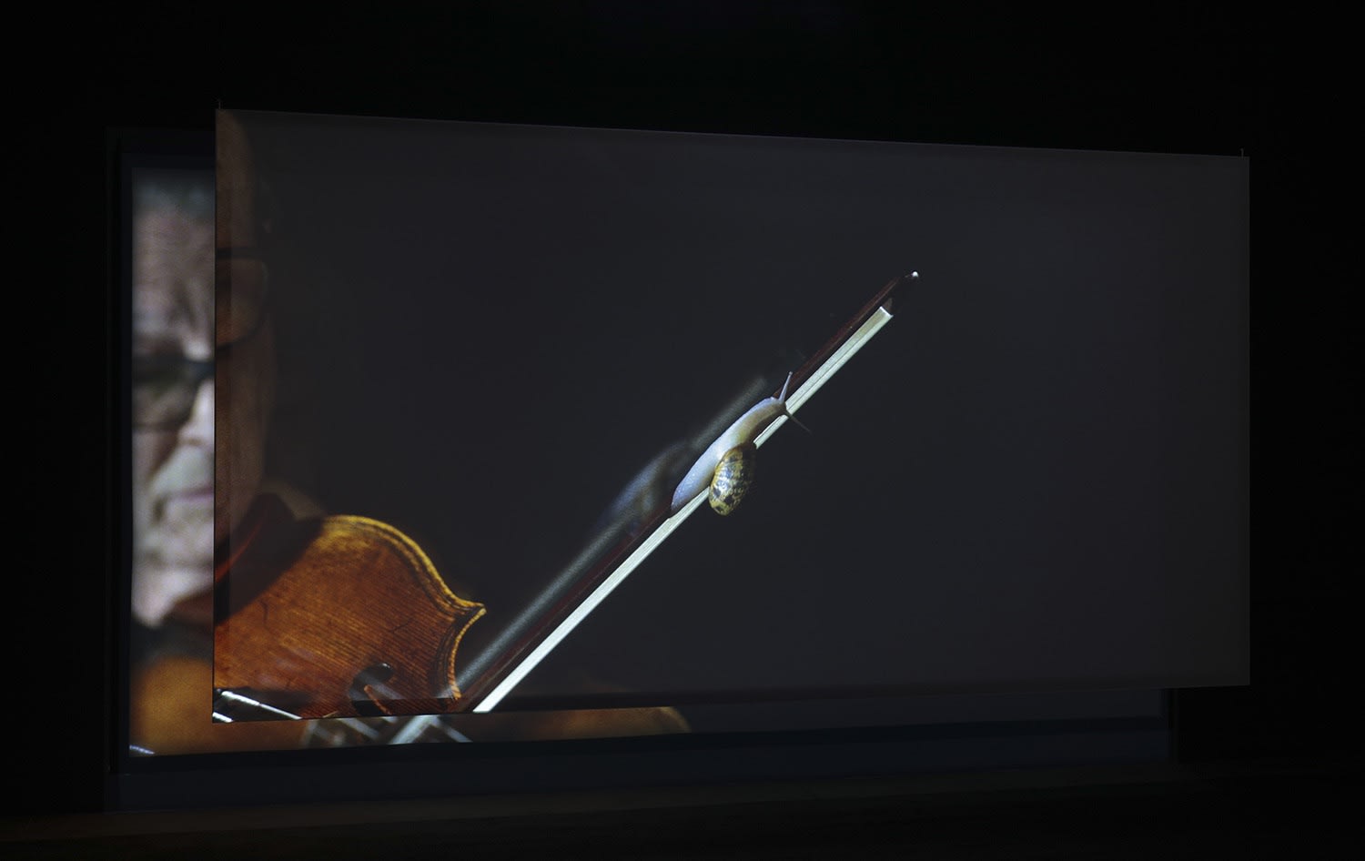 Image of a snail on a violin projected onto a screen in a darkened room.