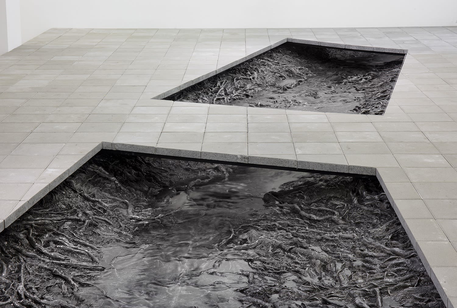 2 rectangular cutouts in the floor reveal a system of shiny, cast roots that appear to be in water.