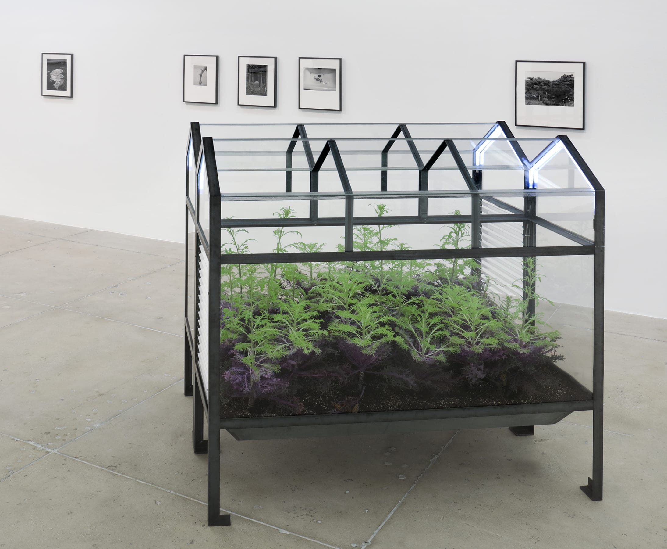 Installation view of Lothar Baumgarten exhibition. The image contains a butterfly conservatory, made from a metal frame, glass, kale, butterflies, soil, and neon tubes.