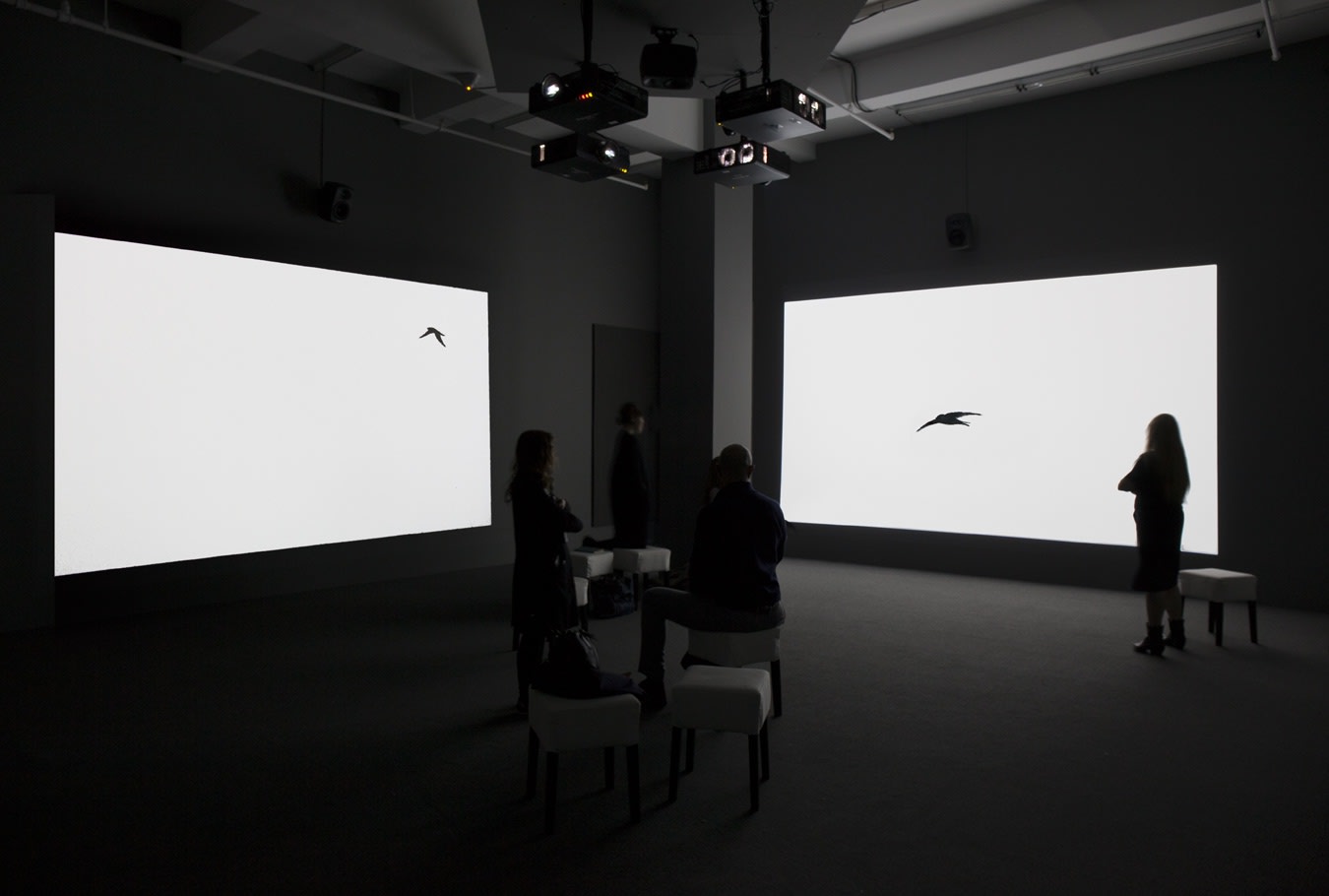 Gallery installation of two projections of bird silhouettes against a white background.