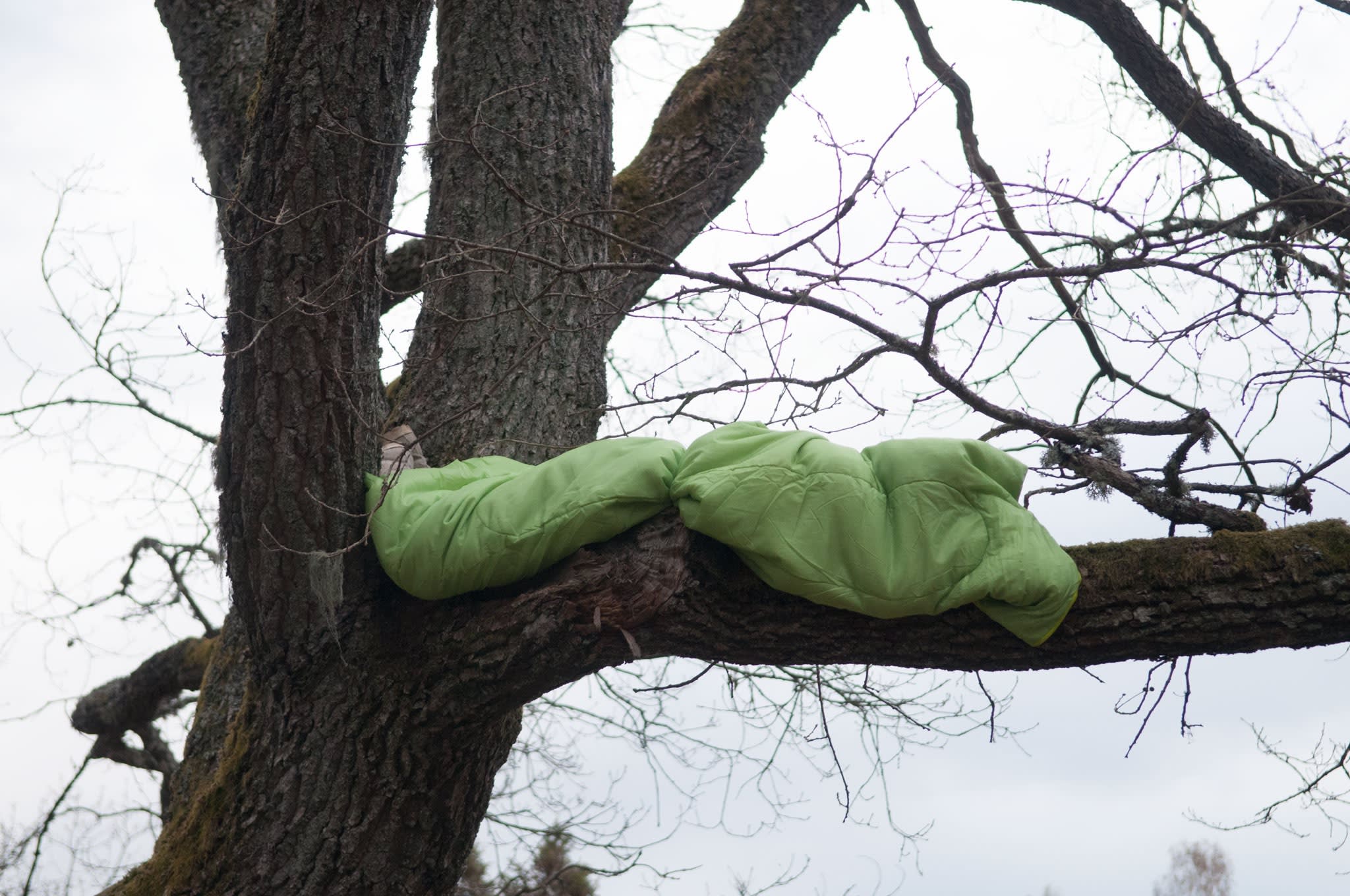 Lime green sleeping bag lies on tree branch.