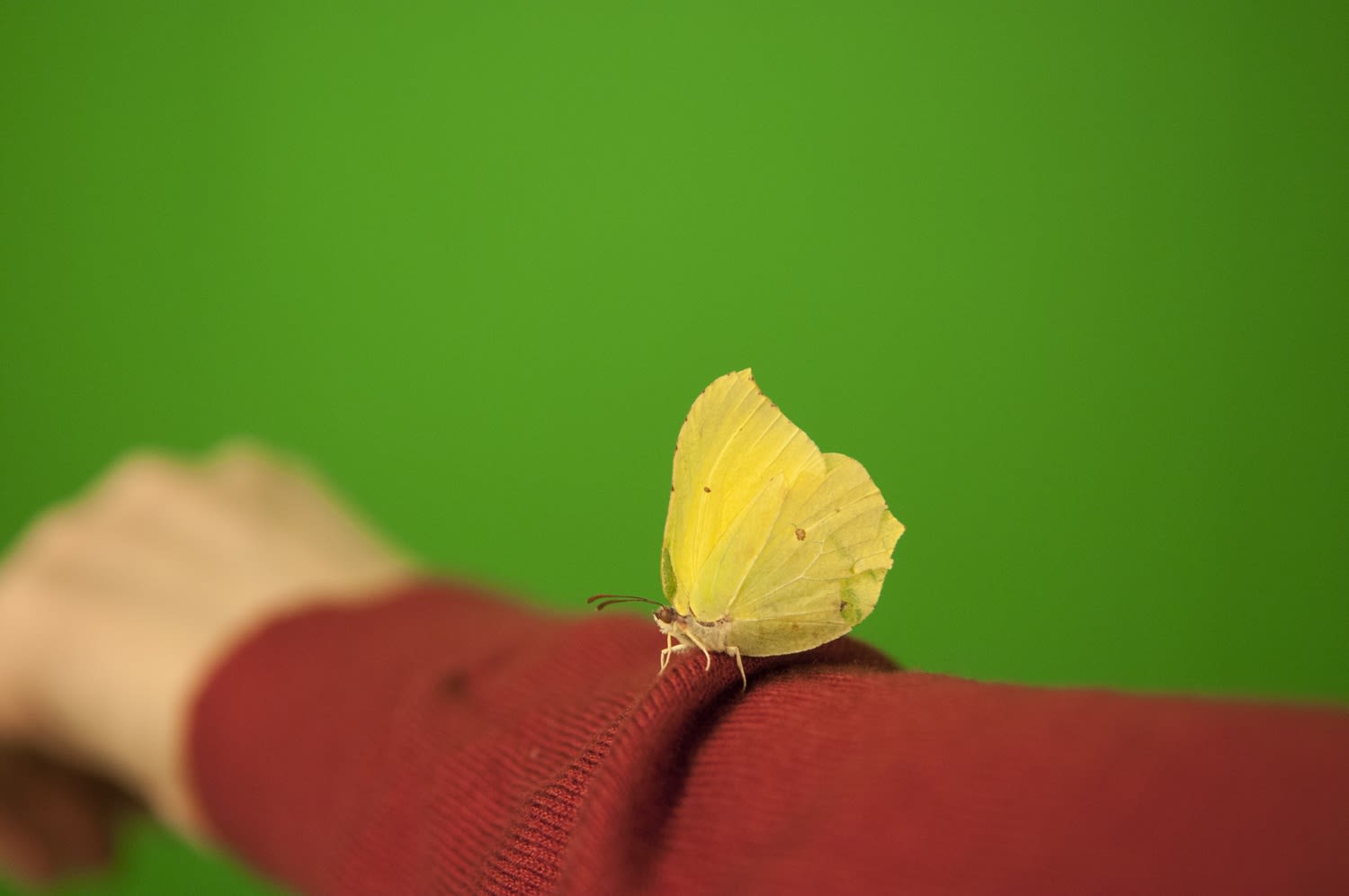 Image of yellow butterfly on red sleeve against green background.