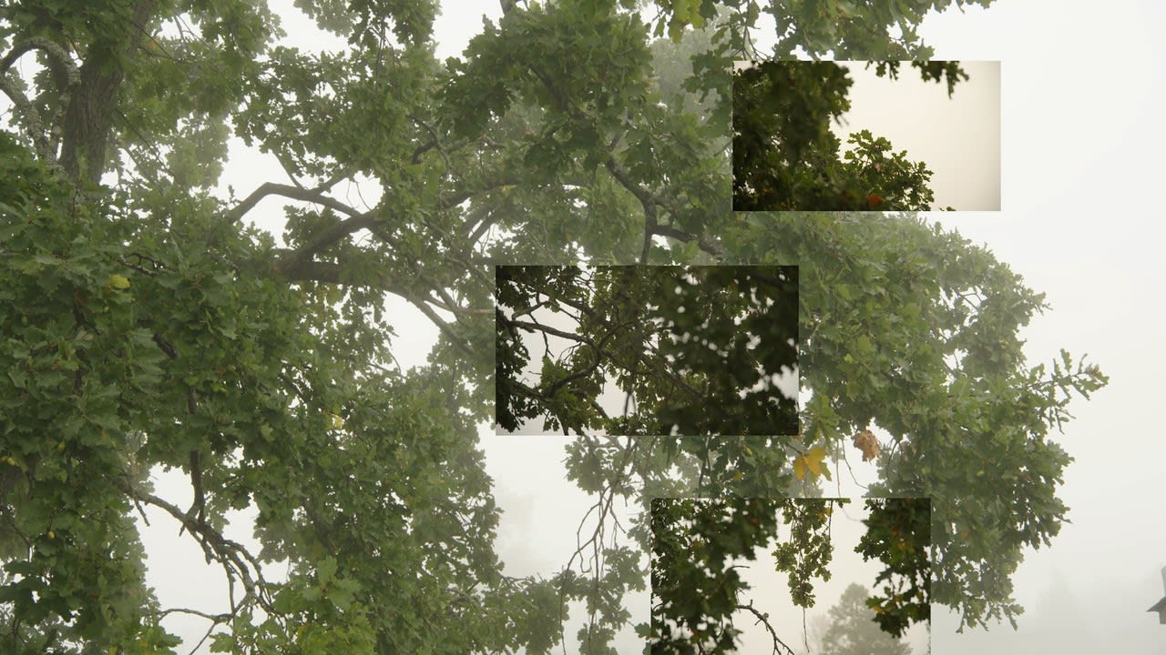 still from On Breathing a film by Eija-Liisa Ahtila; a detail of a tree branch