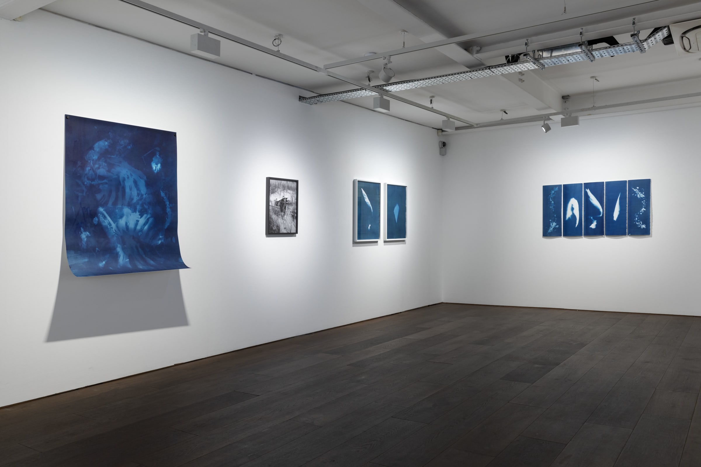 Janelle Lynch Endless Forms Most Beautiful