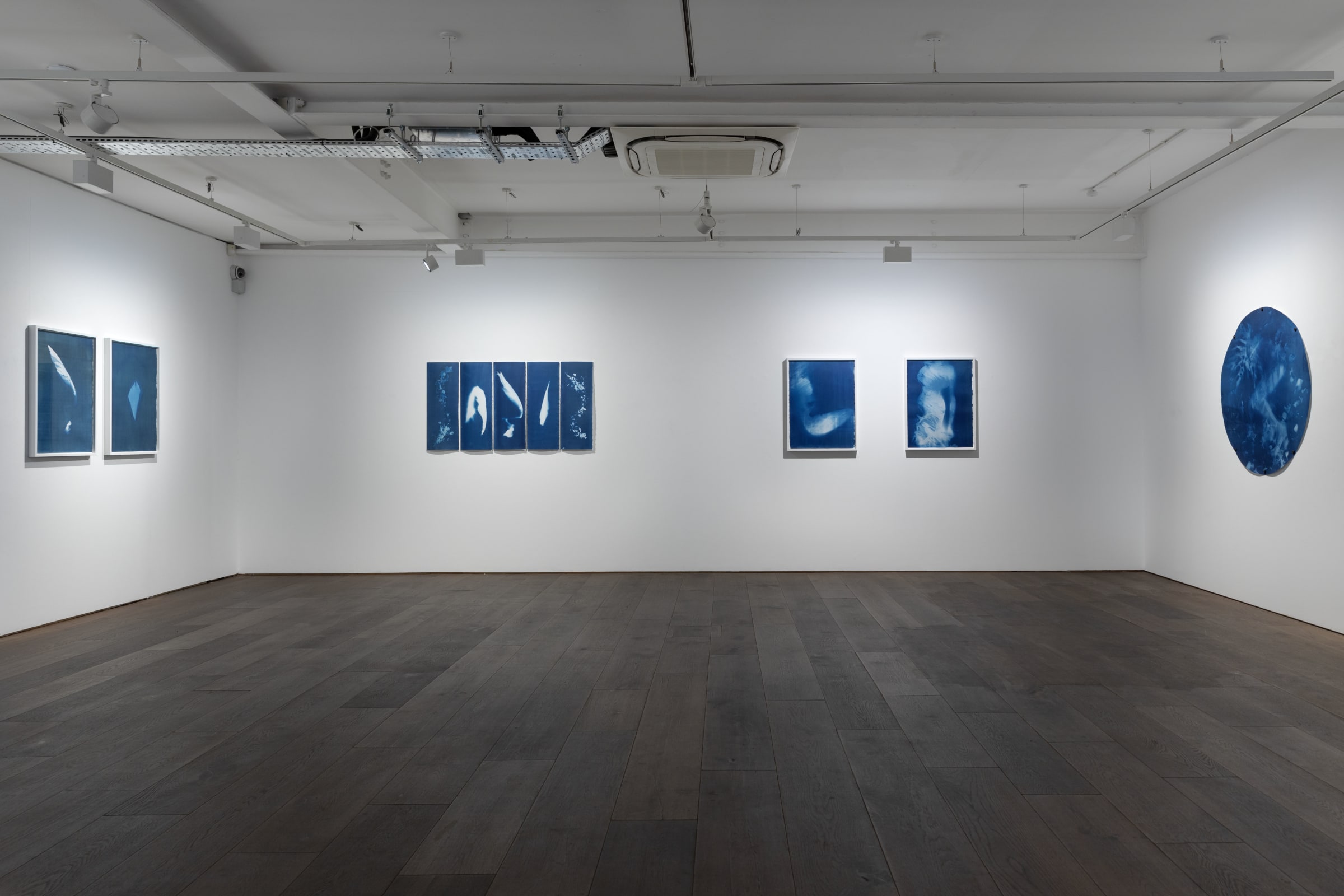 Janelle Lynch Endless Forms Most Beautiful