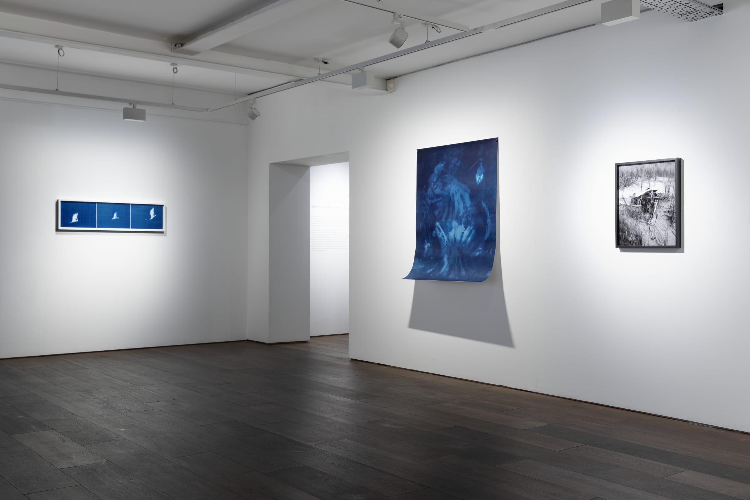 Janelle Lynch Endless Forms Most Beautiful