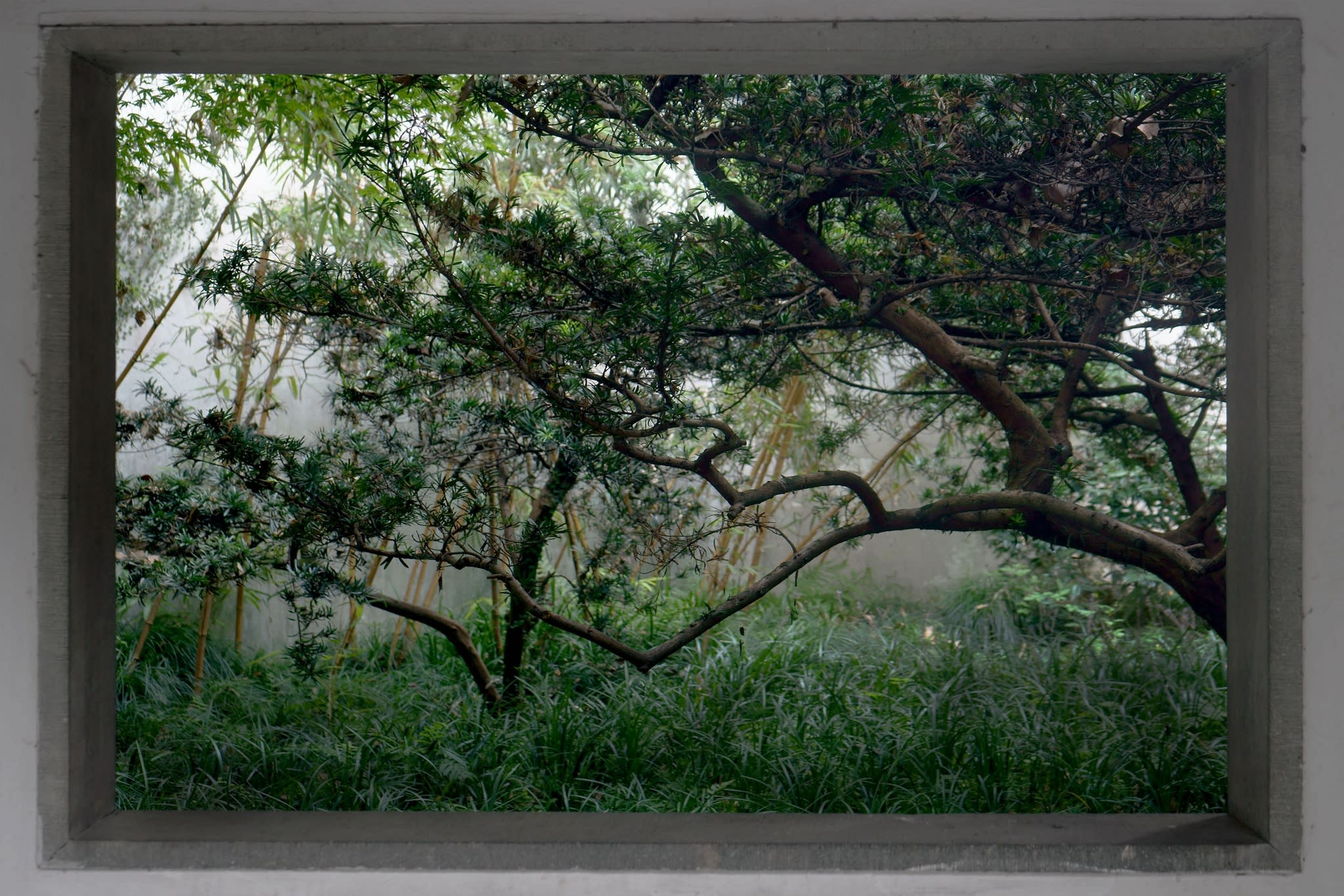 Shen Wei