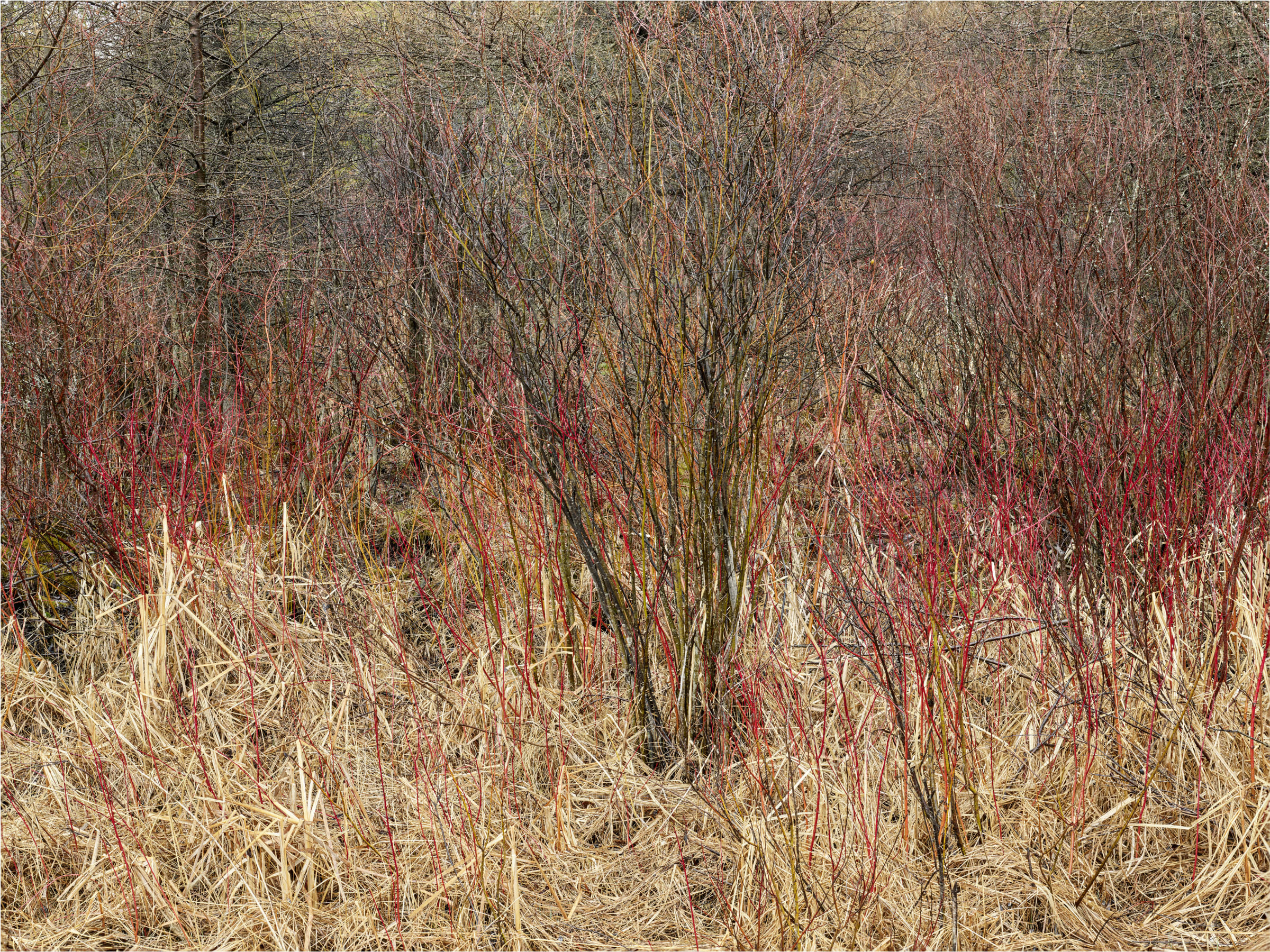 Edward Burtynsky Natural Order