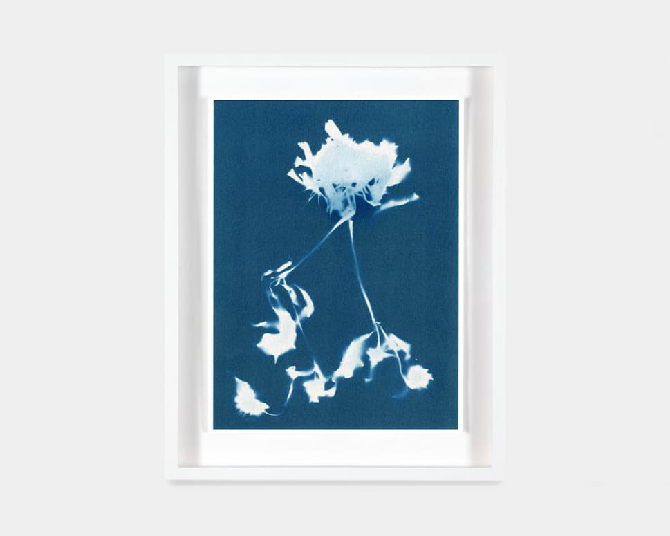 Collecting: Cyanotypes by Janelle Lynch