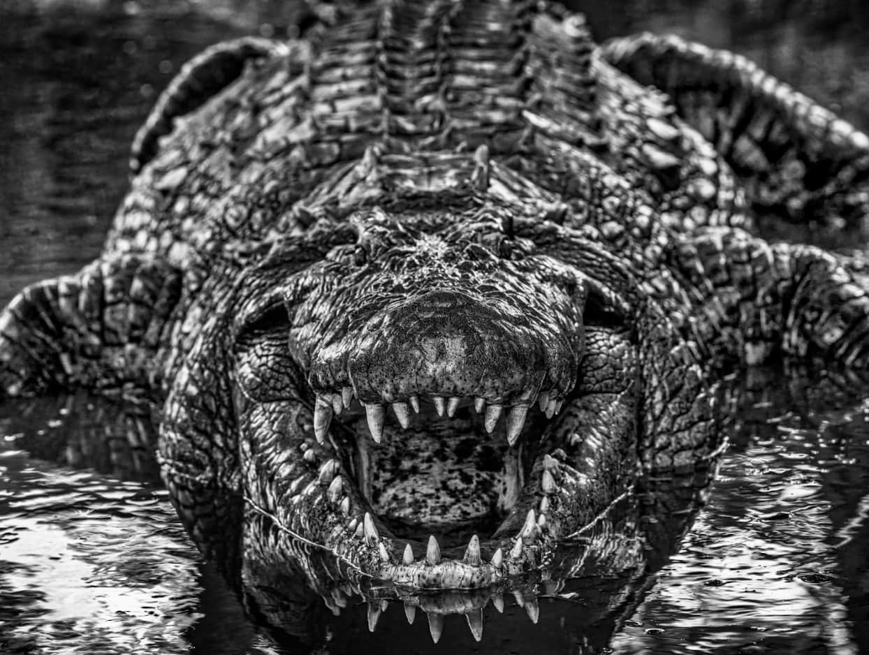Is David Yarrow's Photography a Good Investment? 5 Reasons Why Art Investors Love the Renowned Photographer’s Work