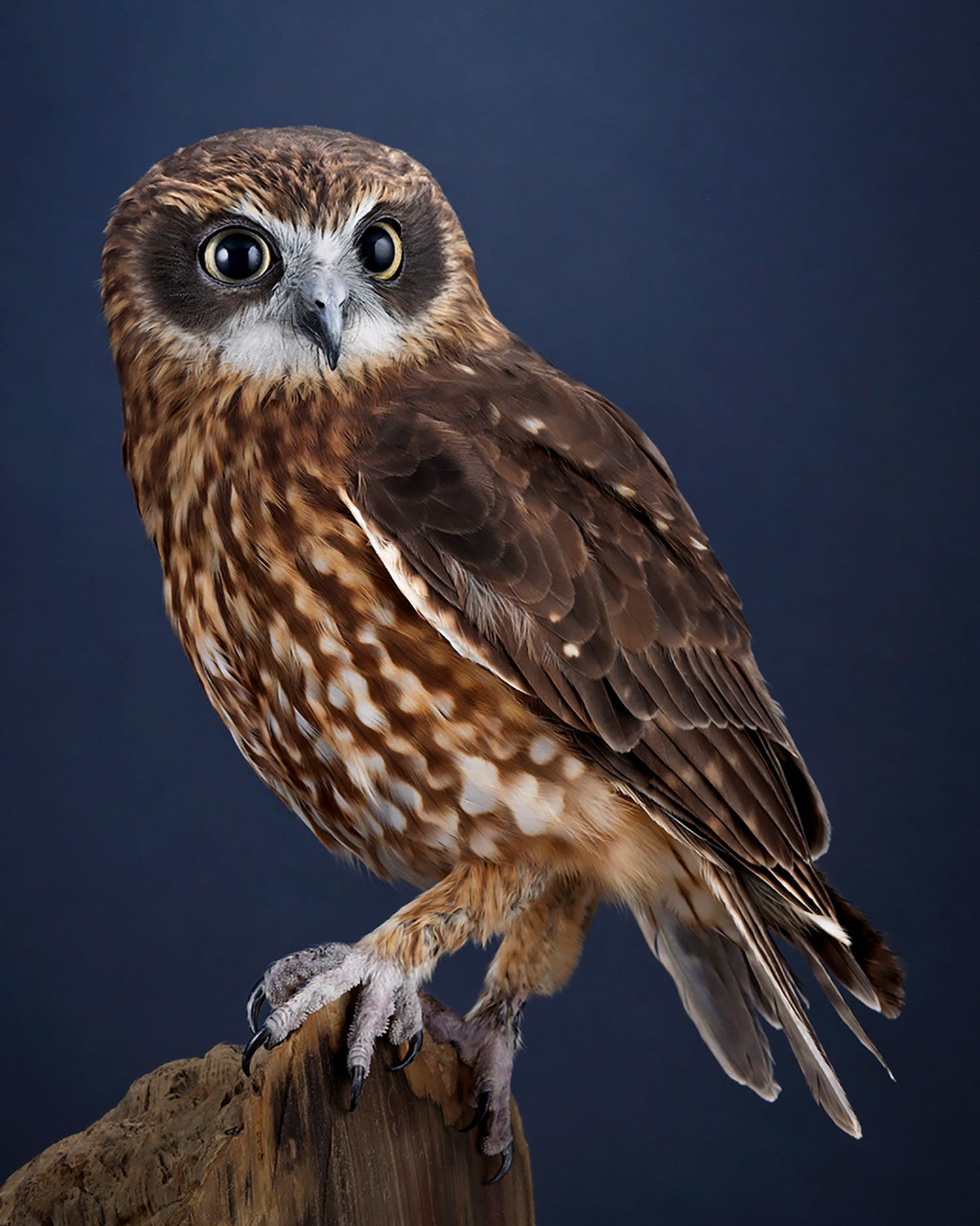 Leila Jeffreys, Boobook, Petrified wood, 2024 | Arthouse Gallery