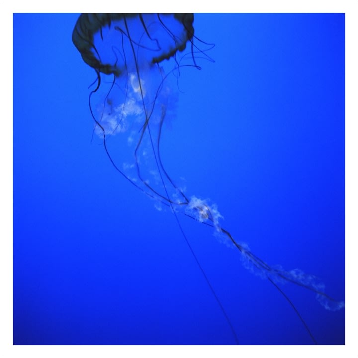 Christopher Williams Pacific Sea nettle, ChrysaoraMelanaster, Long Beach Aquarium of the Pacific,100 Acquarium Way, Long Beach,California, July 9.08, 2009 Archival pigment print on cotton rag paper Exhibition print in storage Image: 33.1 x 33.1 cm / 13 x 13 inches Paper: 35.6 x 35.6 cm / 14 x 14 inches Framed: 69.4 x 70.6 cm / 27.3 x 27.8 inches Edition 4/10, 4