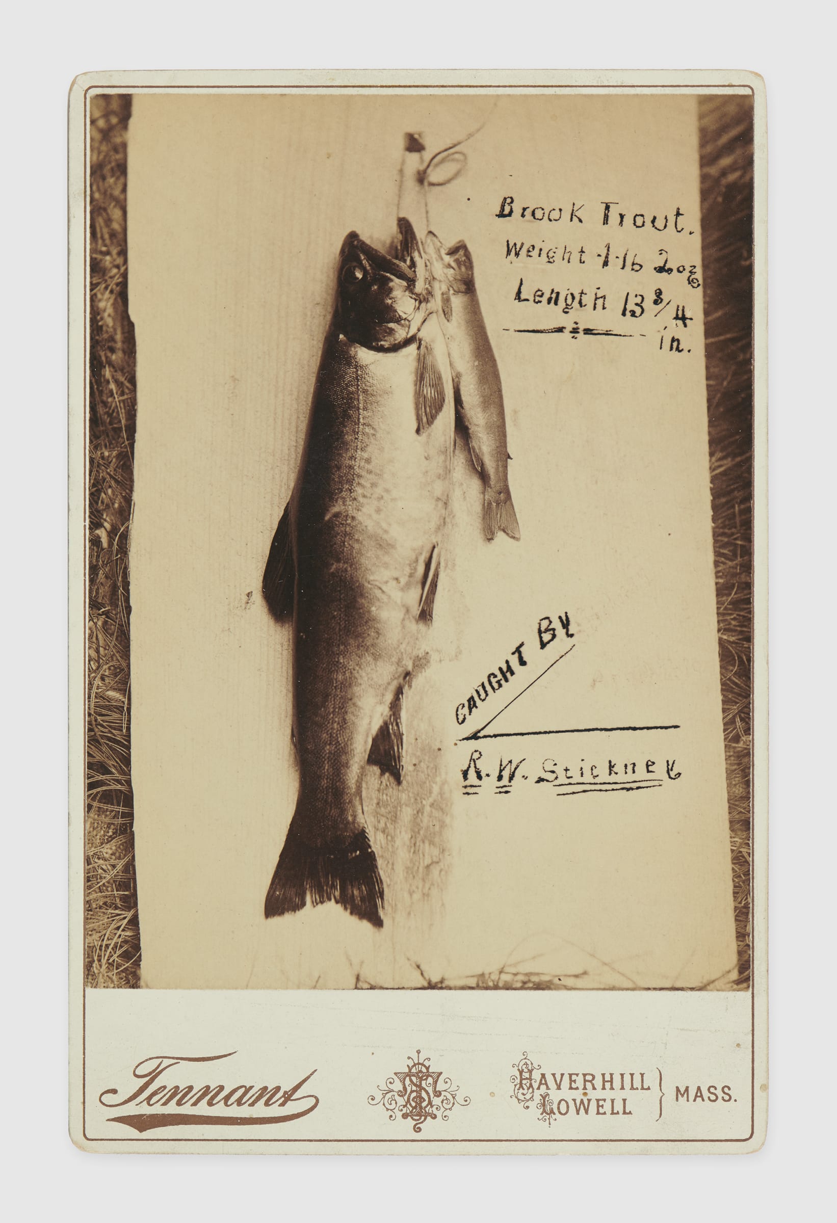 Tennant Photo Studio, Cabinet Card of a Brook Trout Caught by R.W.  Stickney, 1880s