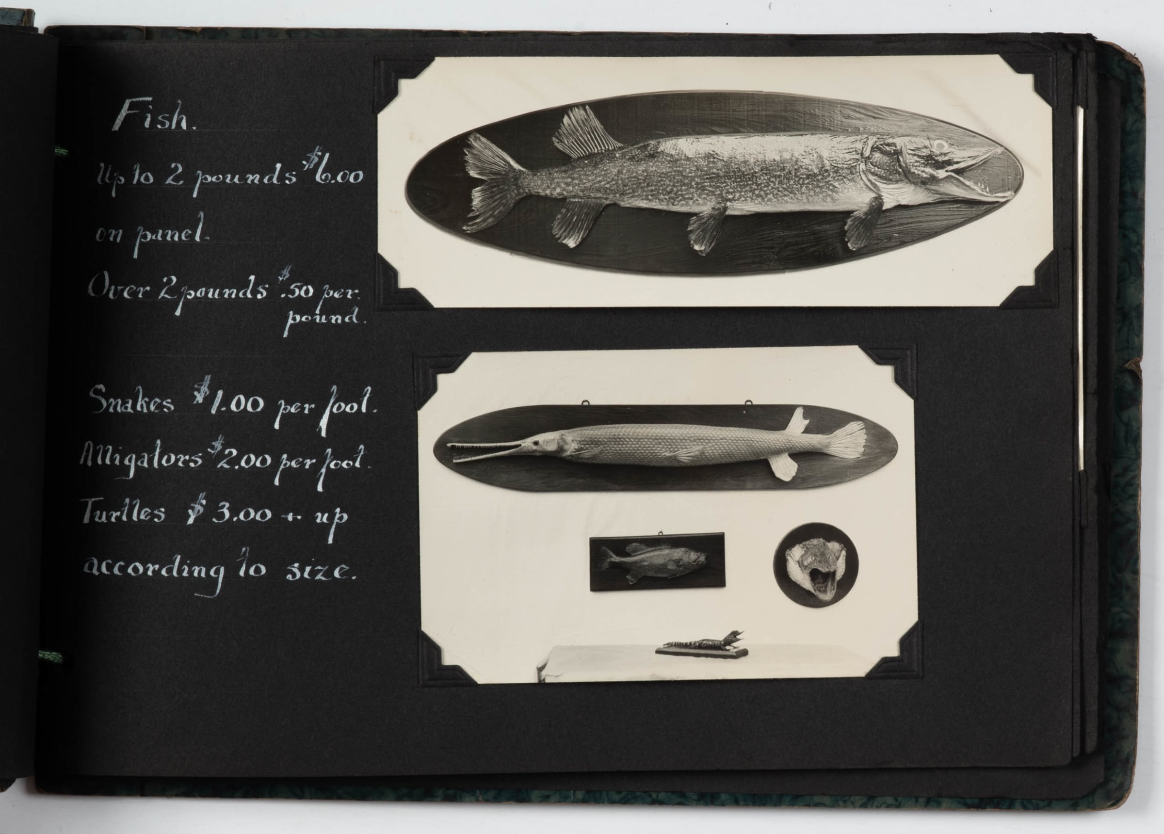 Taxidermy], A fun and unusual Salesman's Sample Album illustrating a  variety of ornately mounted animals, complete with costs., 1930s
