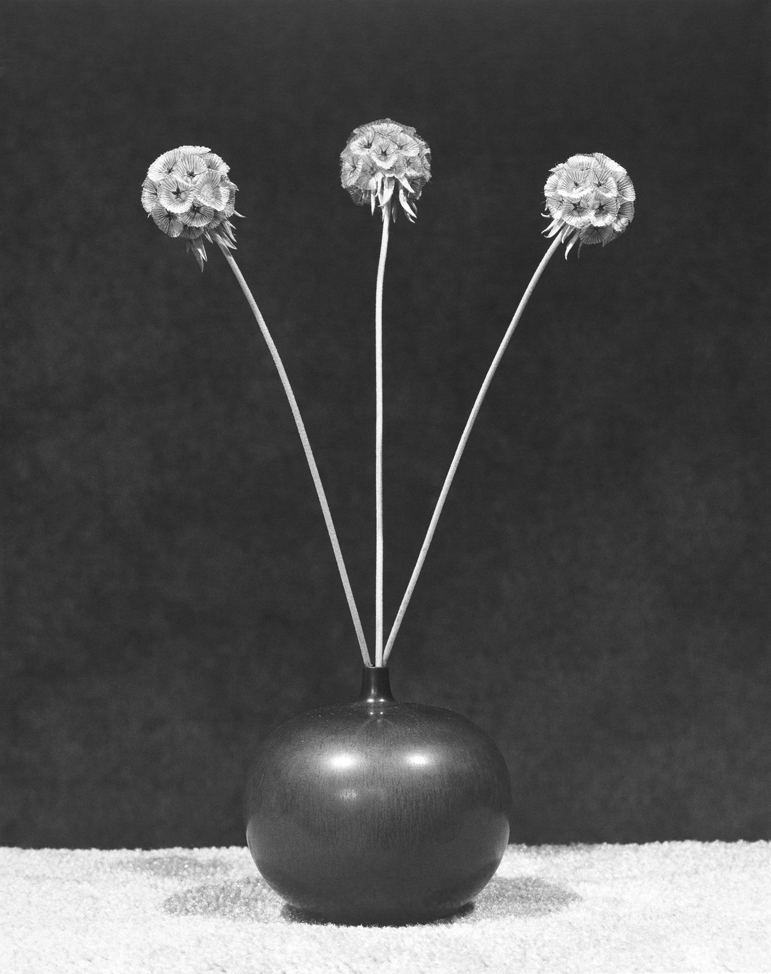 【極美品】Mapplethorpe The Complete Flowers Amazon.com: Mapplethorpe Flora: The Complete Flowers
