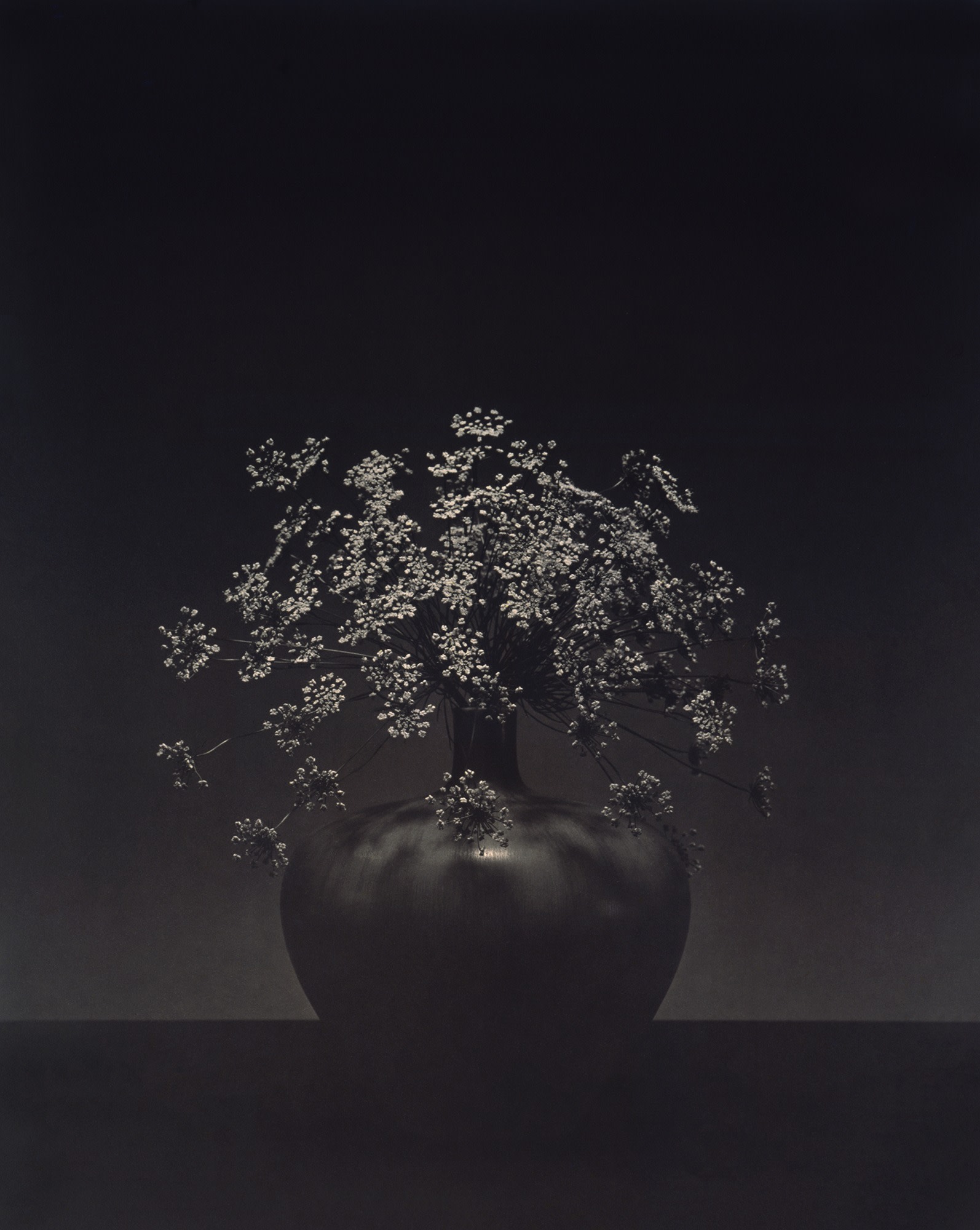 Robert Mapplethorpe, Queen Anne's Lace, 1984 | Galerie