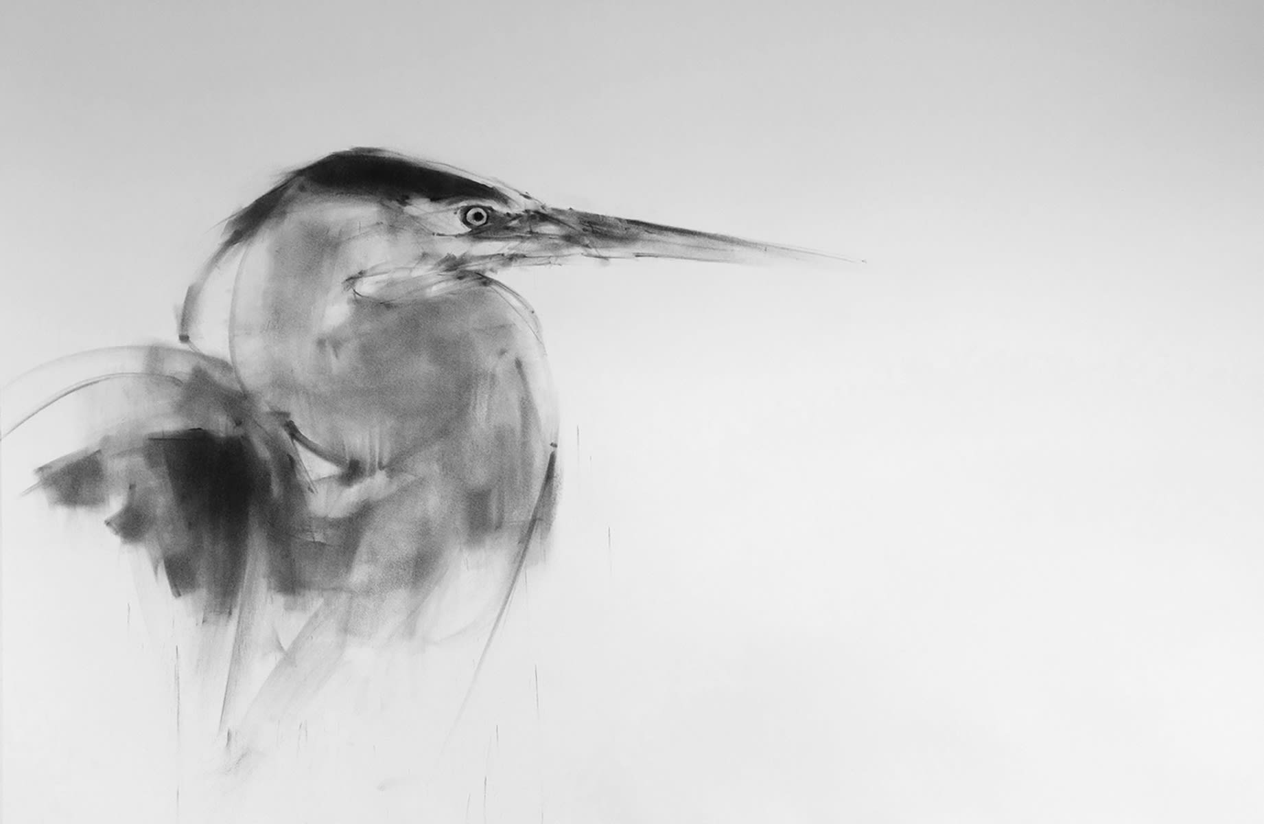 owl 031 Charcoal drawing by Tianyin Wang