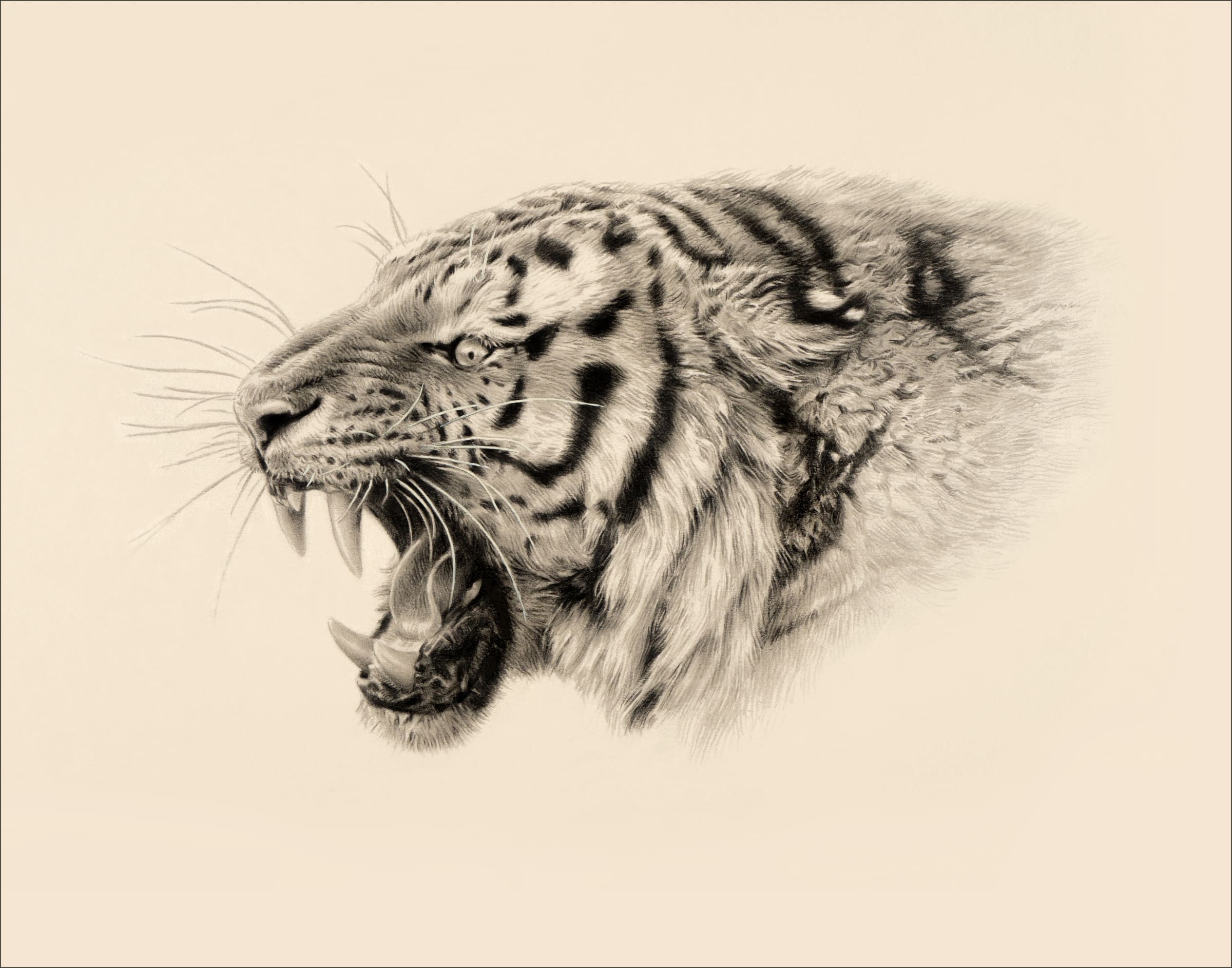 Tiger Mascot Sketch – Freelance Fridge- Illustration & Character Development