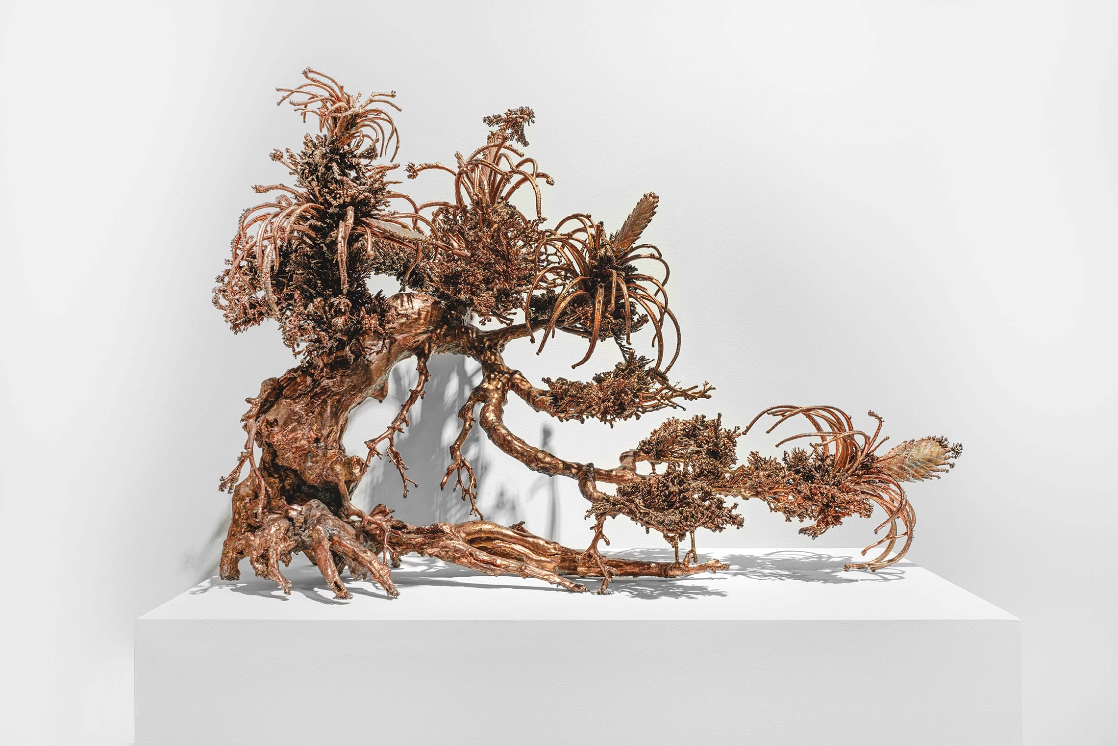 Max Hooper Schneider, Dendrite Bonsai (Flowering Air Plants