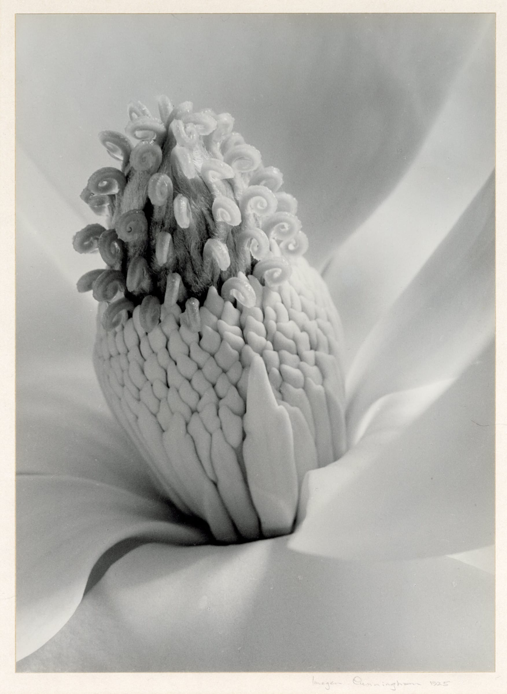 Imogen Cunningham Magnolia Blossom Tower Of Jewels 1925 Edwynn 