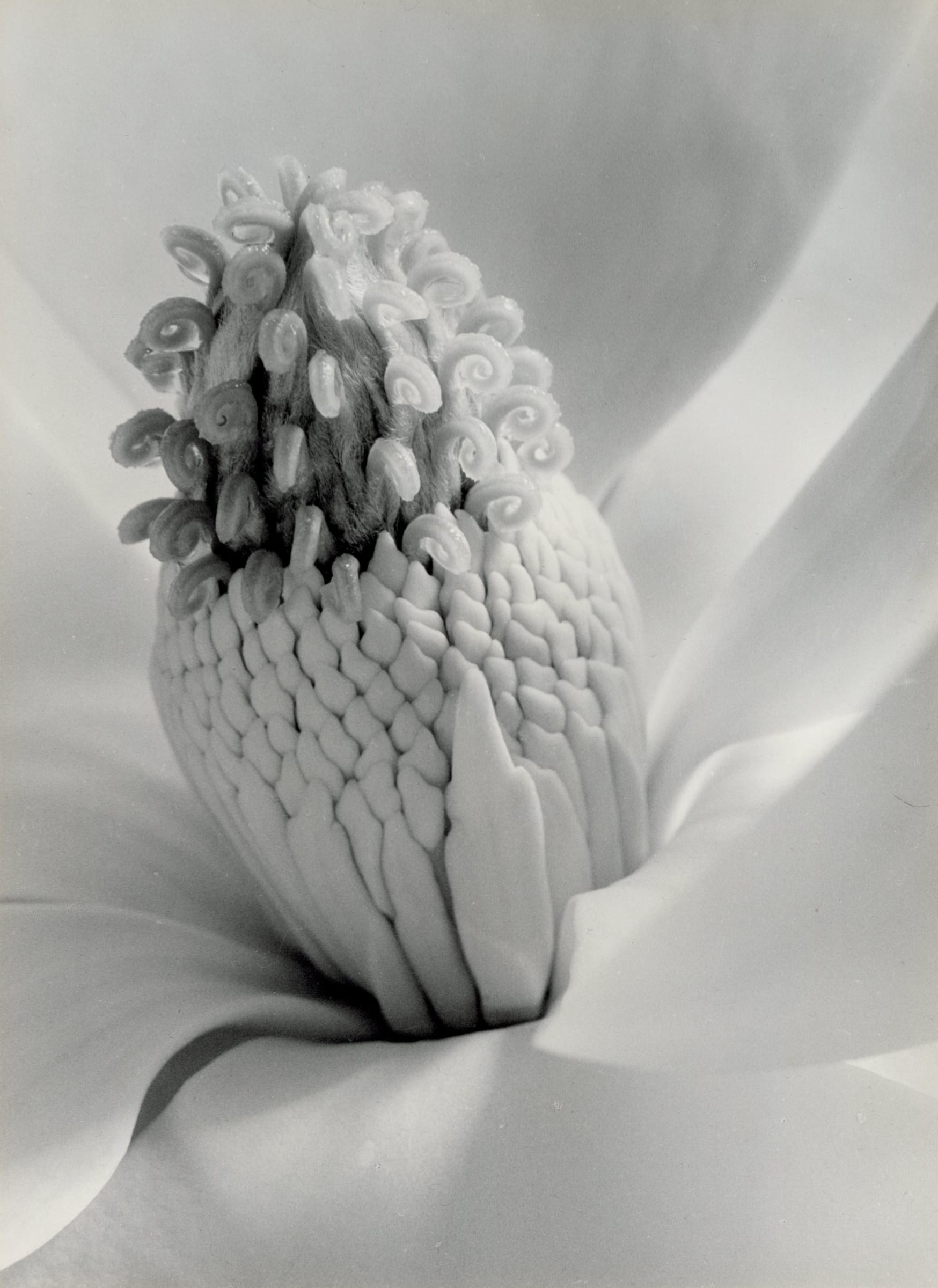 Imogen Cunningham, Magnolia Blossom (Tower of Jewels), 1925