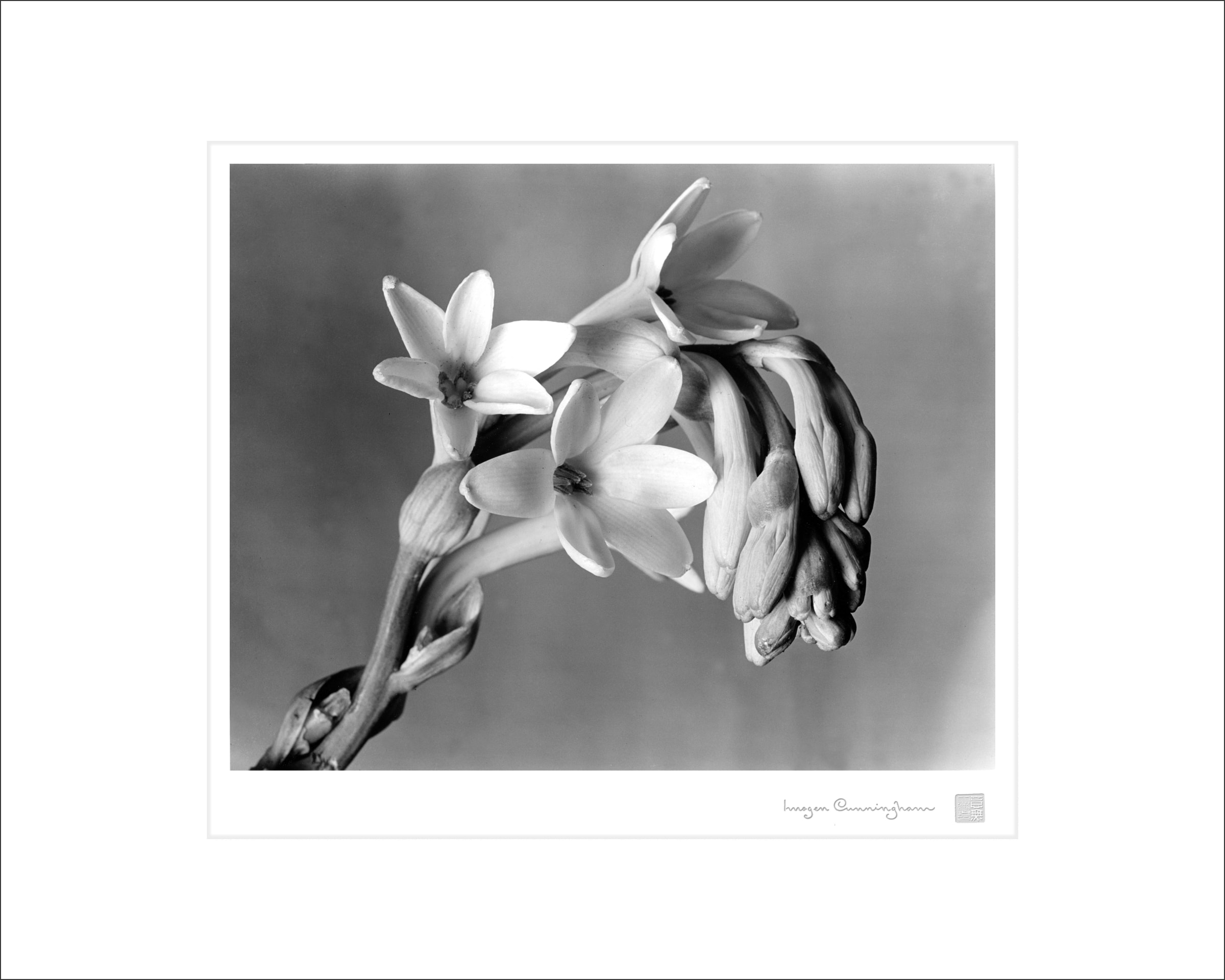 Imogen Cunningham : Flora / photo:Imogen Cunningham