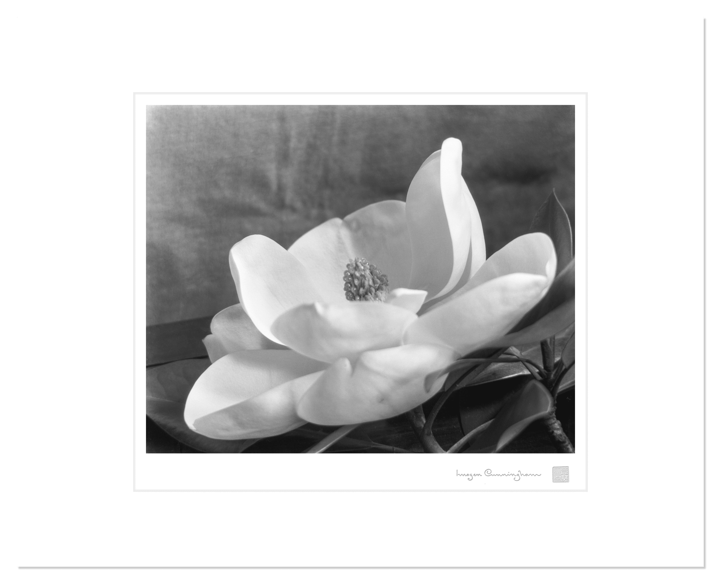 Imogen Cunningham, The First Magnolia, circa 1923 | Imogen