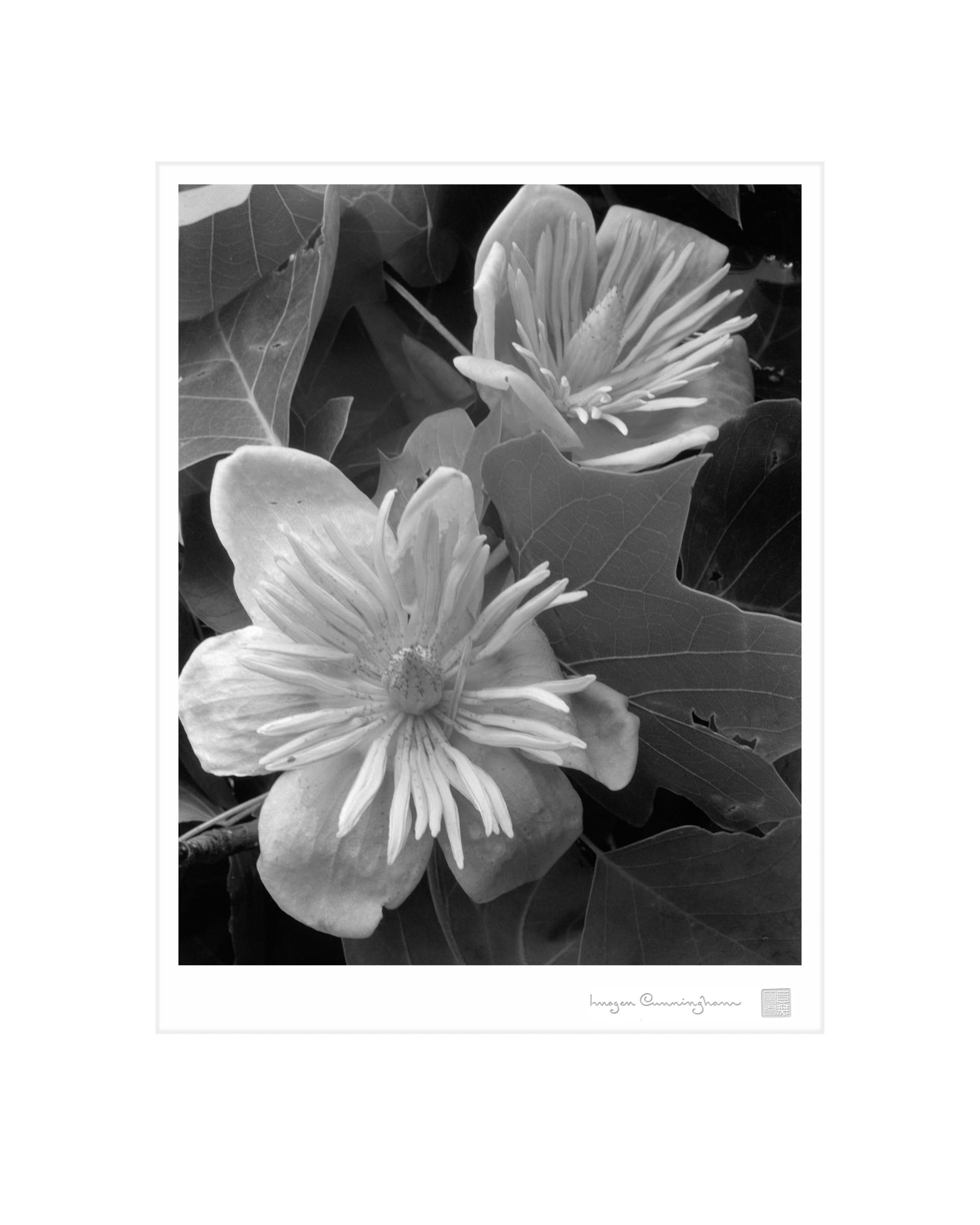 Imogen Cunningham, Tulip Tree 2, 1934 | Imogen Cunningham