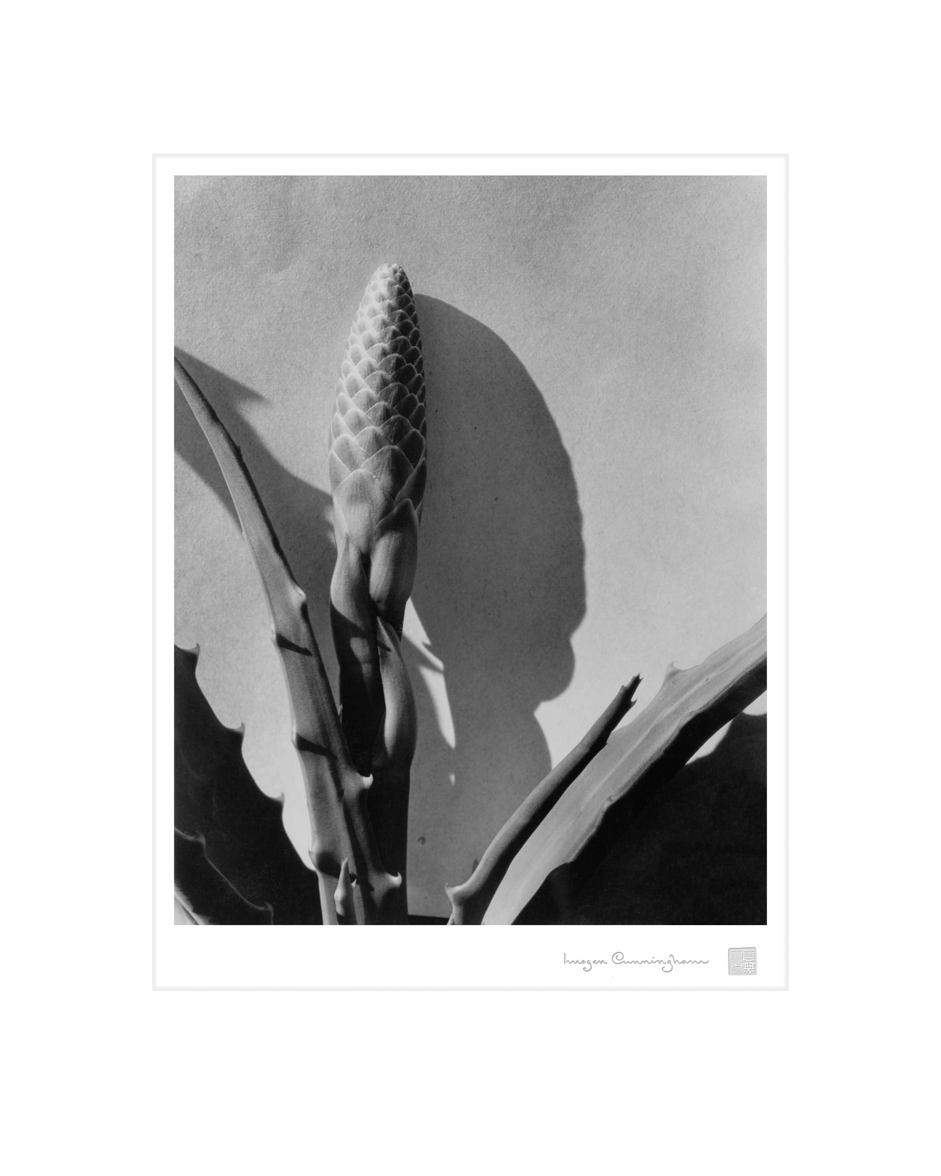Imogen Cunningham : Flora / photo:Imogen Cunningham