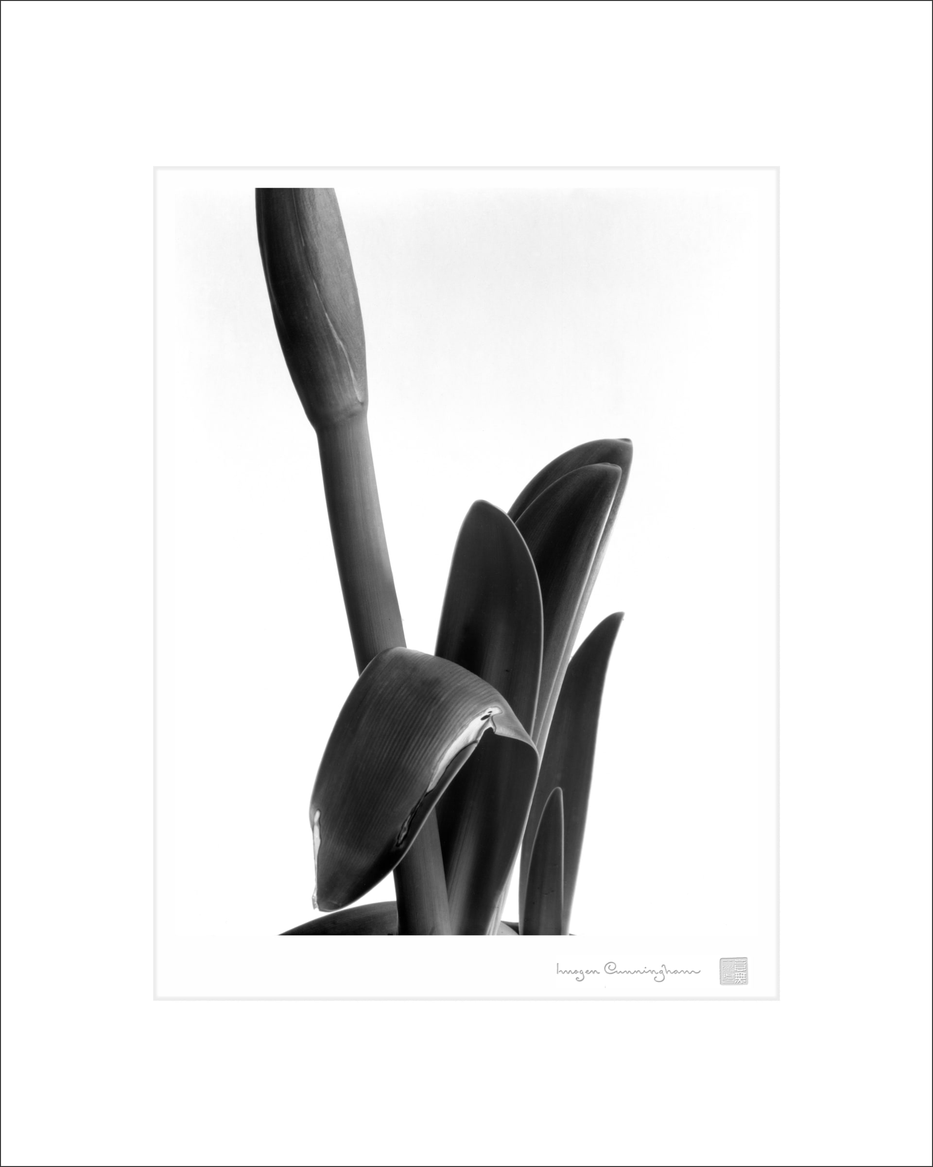 Imogen Cunningham, Leaves, 1948 | Imogen Cunningham Official