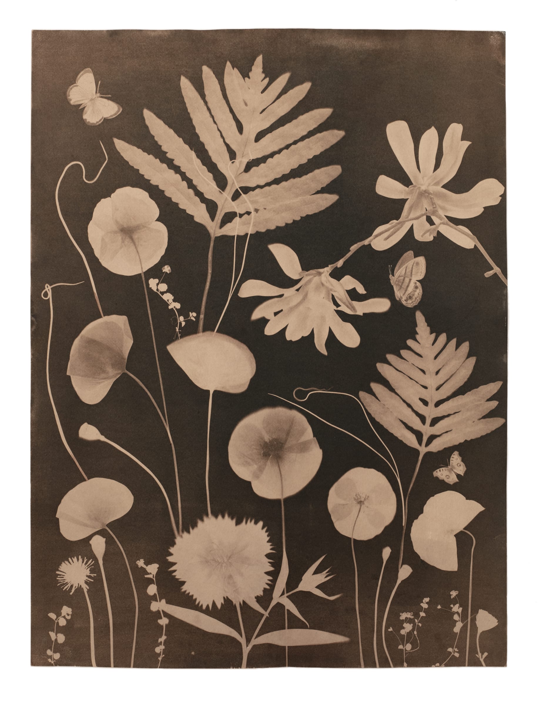 Bemyndigelse lammelse hænge Julia Whitney Barnes, Cyanotype Painting (Tea Toned Poppies, Ferns,  Magnolia, Pollinators etc.), 2021 | Kenise Barnes Fine Art
