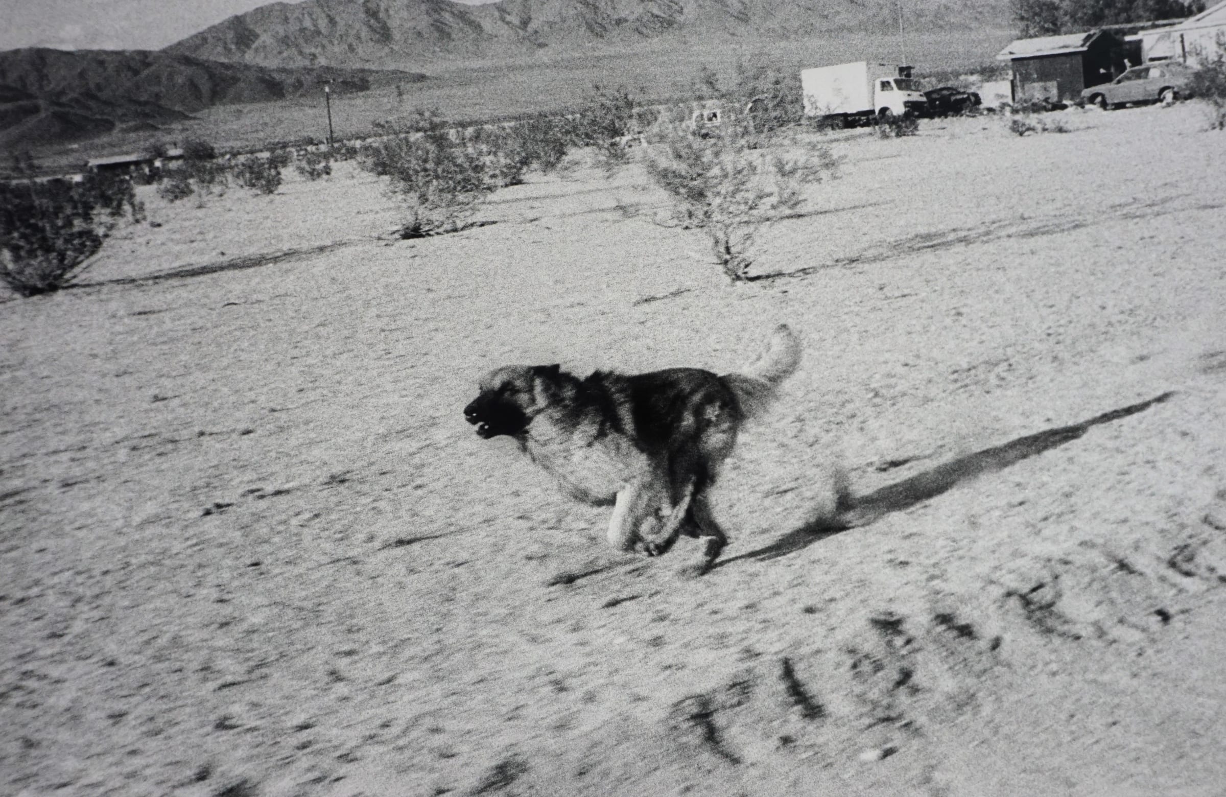 John Divola, From 