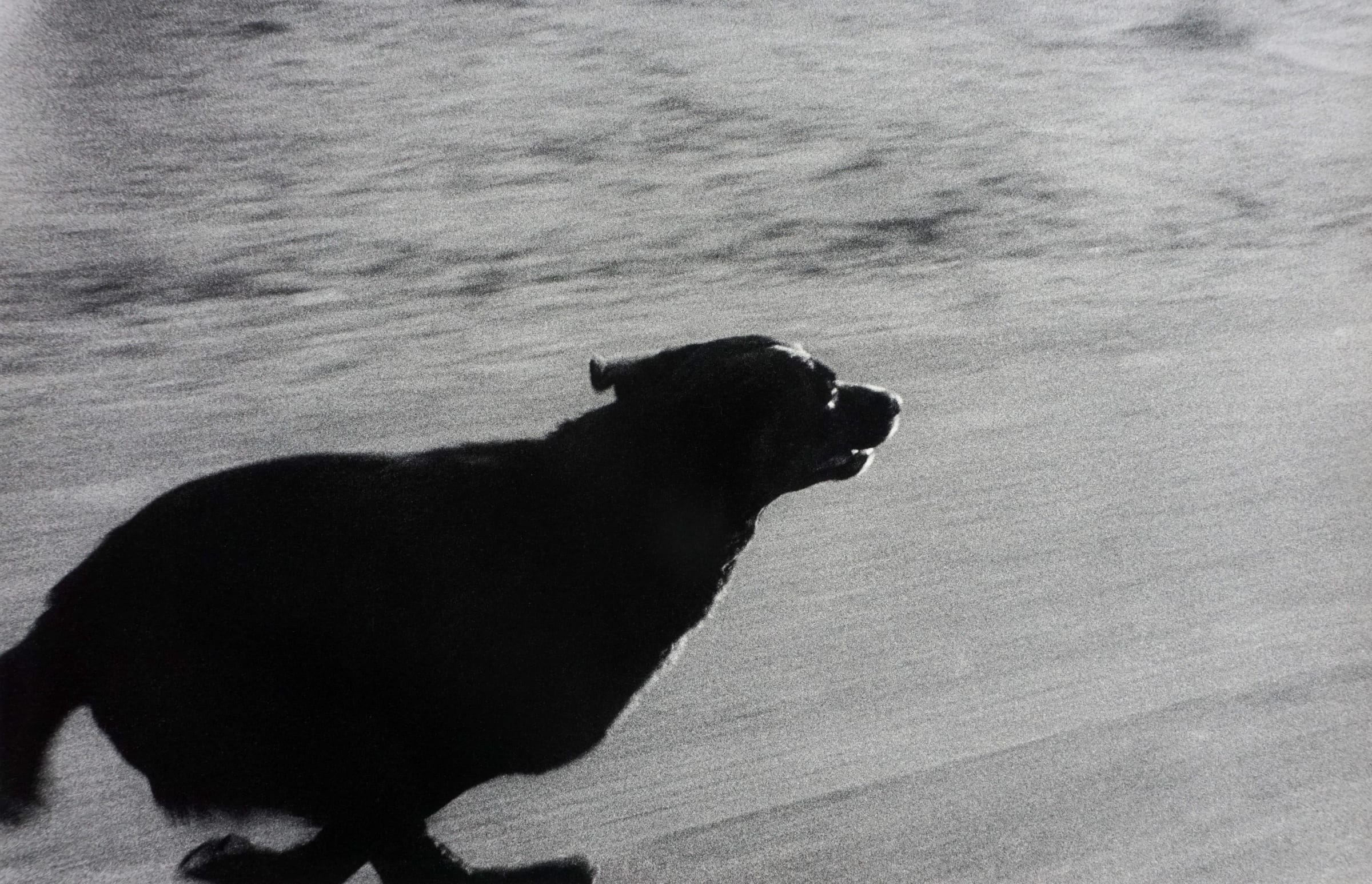 John Divola - Dogs chasing my car - - Saint-Martin Bookshop
