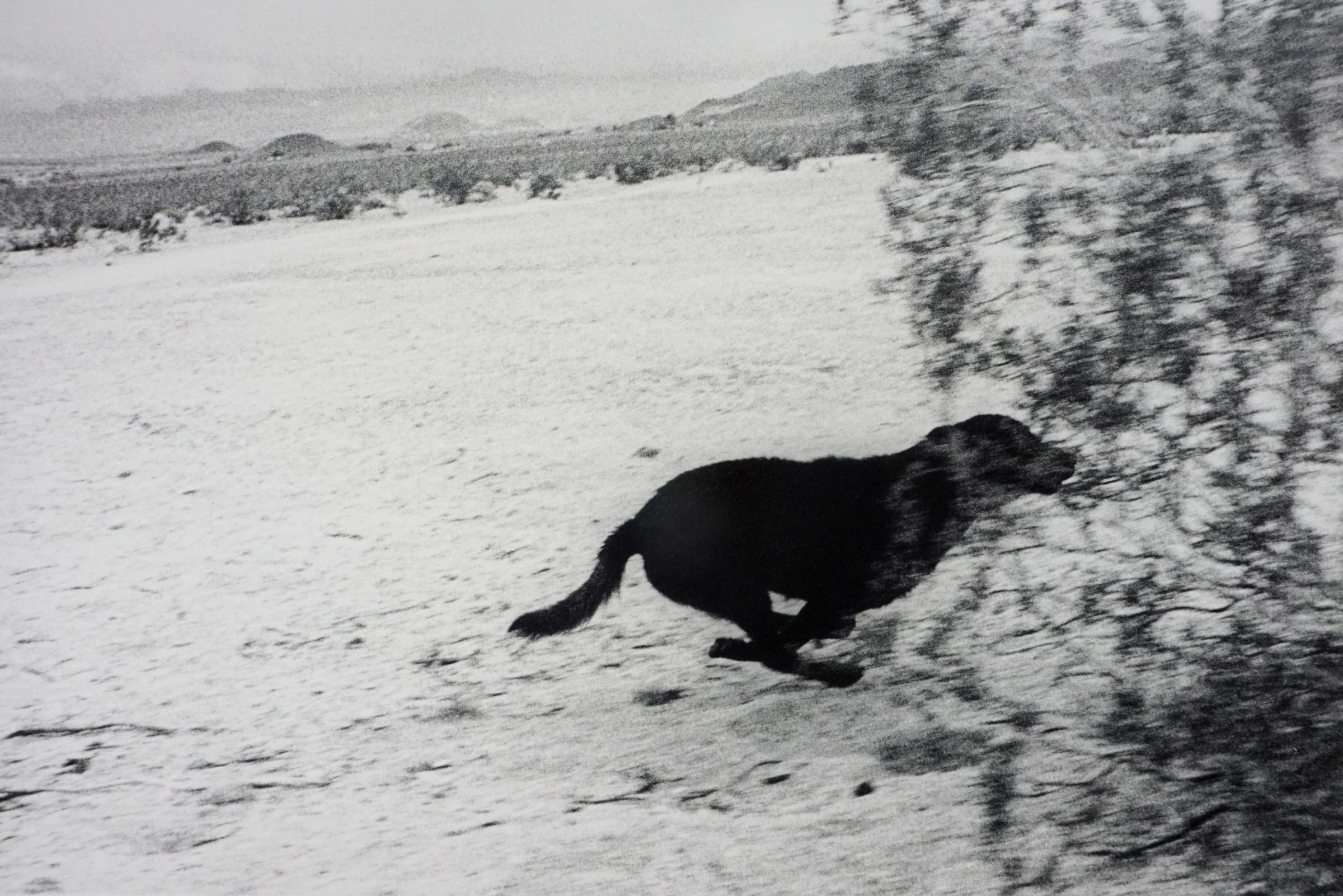 John Divola, From John Divola, From