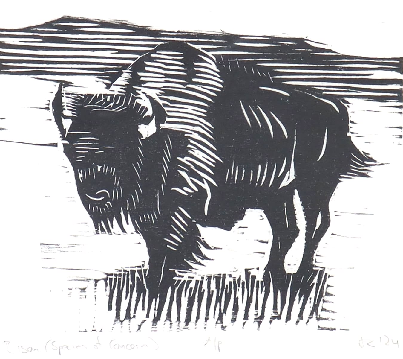 Jacob Cowgill, Bison (Species of Concern), 2024 Radius Gallery