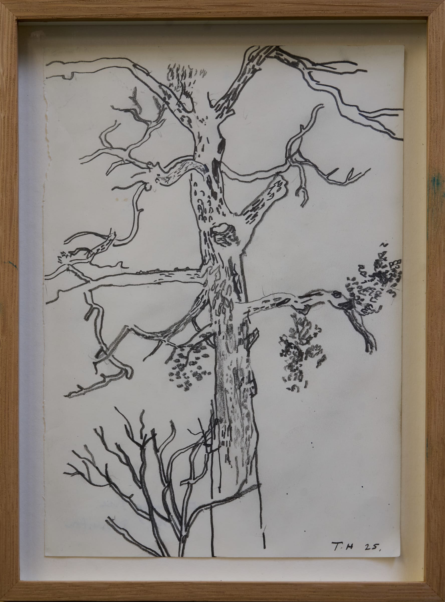 Unlocking Secrets: The Amazing World of Tree Study