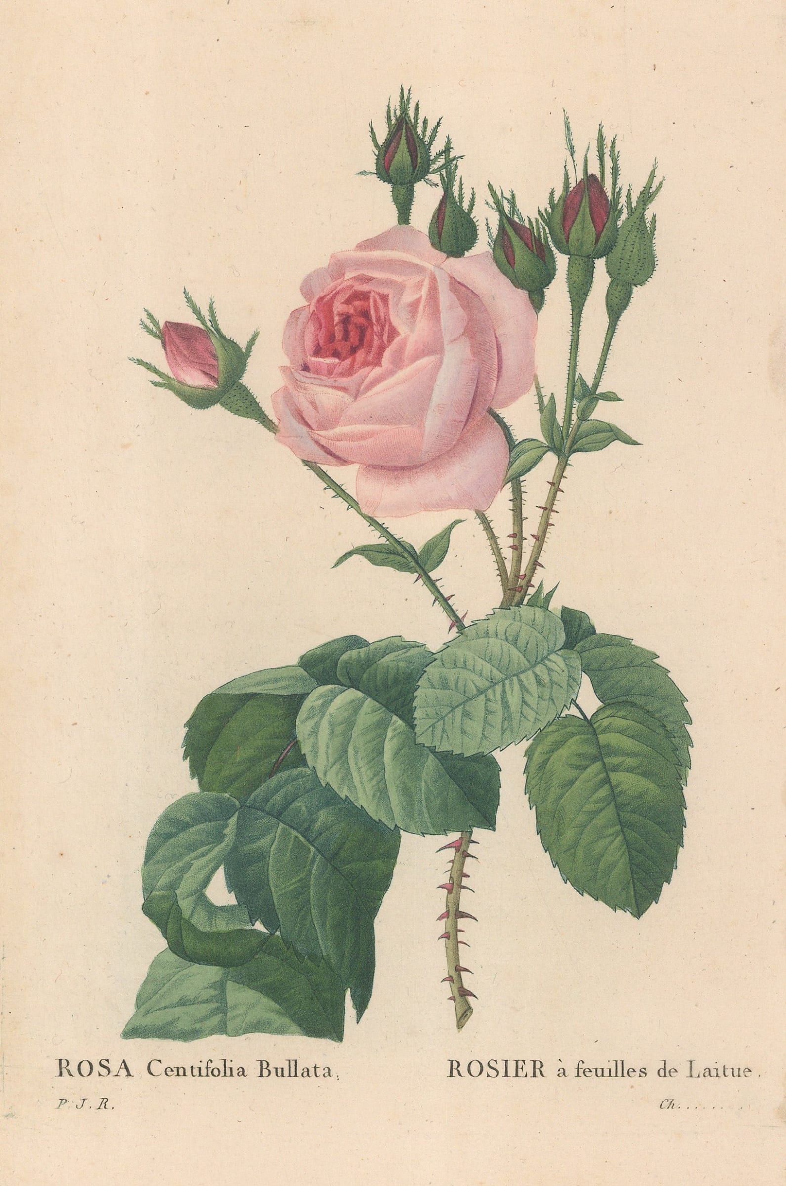 Pierre-Joseph Redoute, Rose - Lettuce Rose, 1824 | The Map House