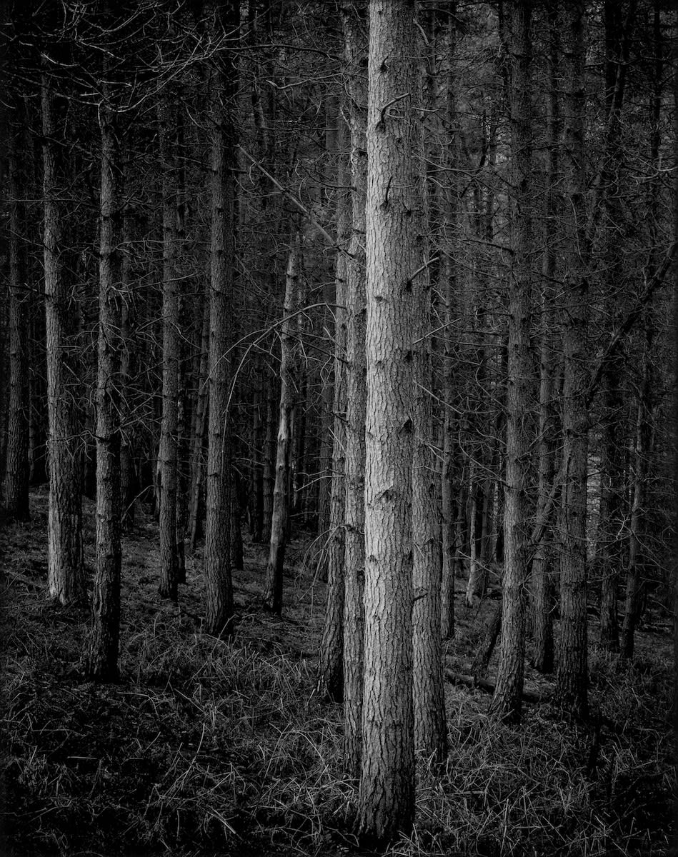 Paul Hart, Bastion, 2007 | The Tree Art Gallery