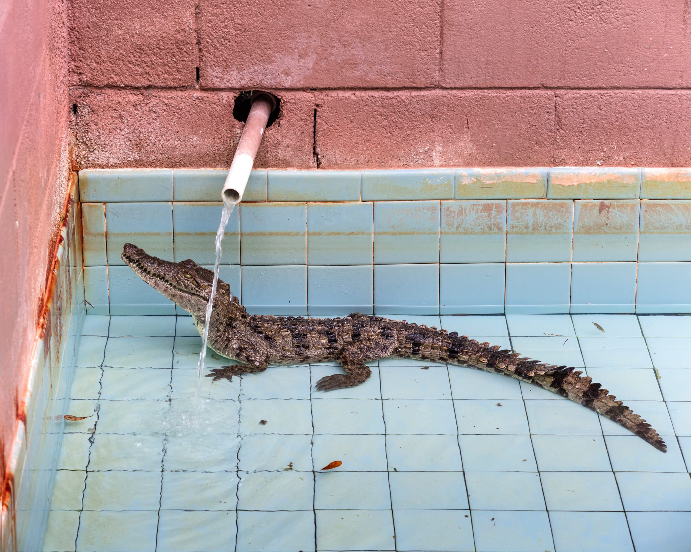 Anastasia Samoylova, Gatorama (from the Floridas series), 2018 | WENTRUP