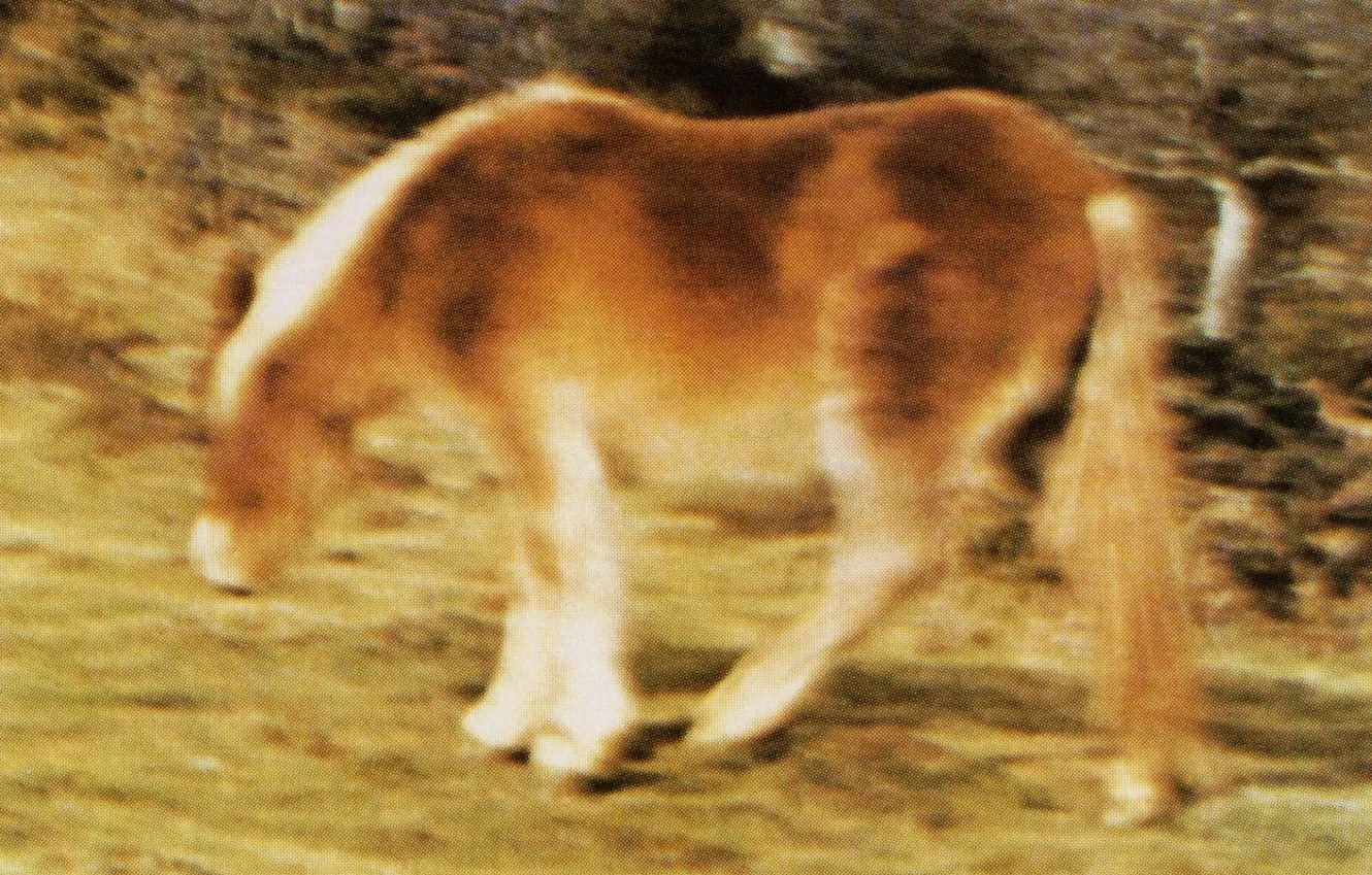 Peter Piller, HOE 29, 2021. Pigment print, 26 x 40 cm / 10.2 x 15.7 inches.