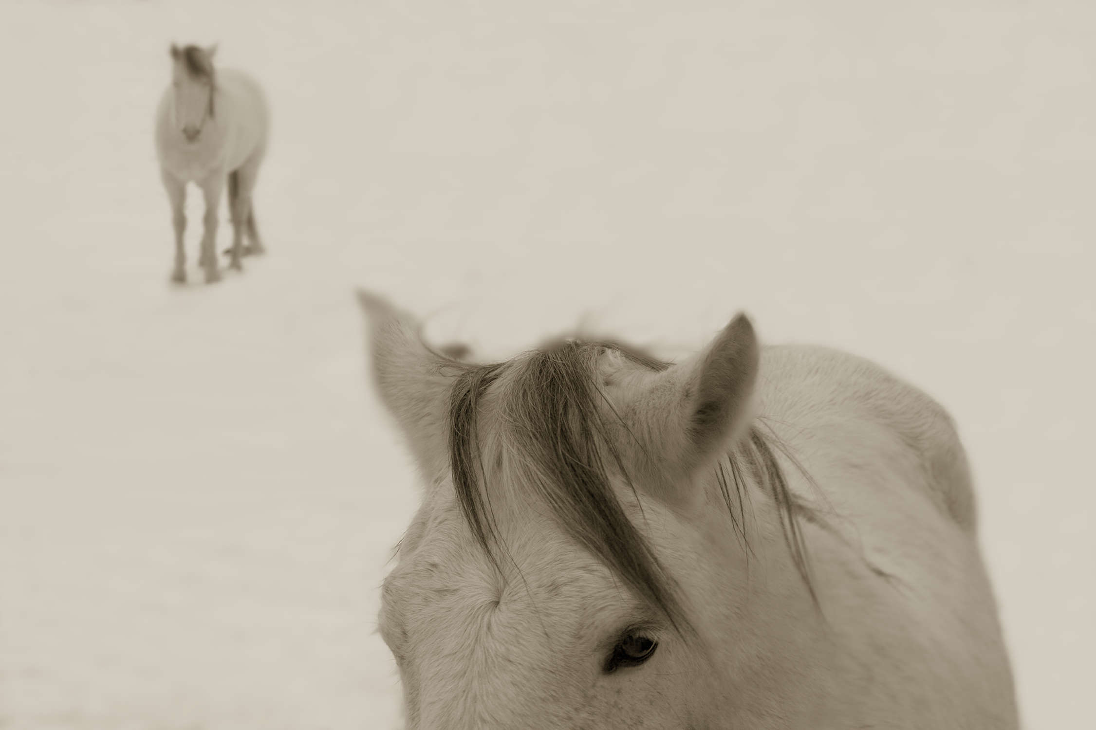 Snow Ponies