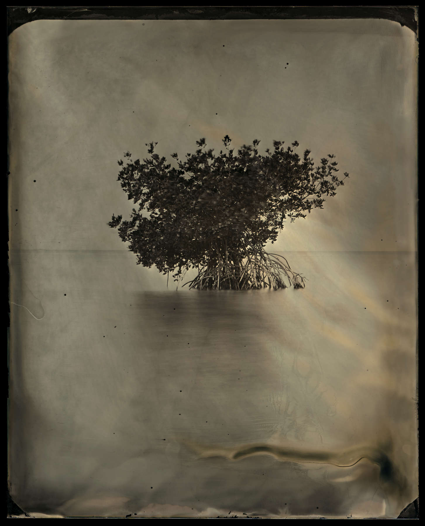 Barrier Island, Study 30