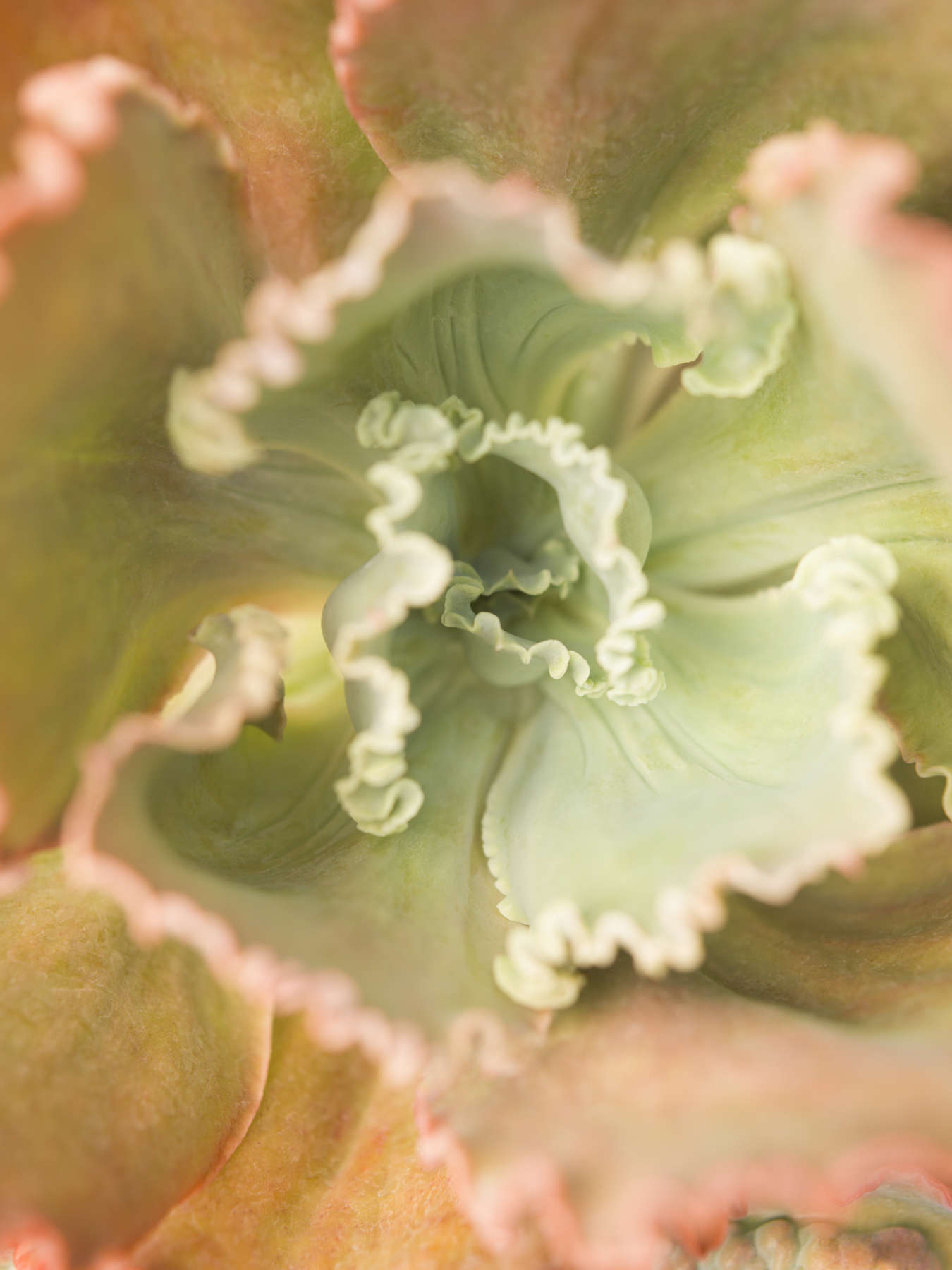 Succulents 09