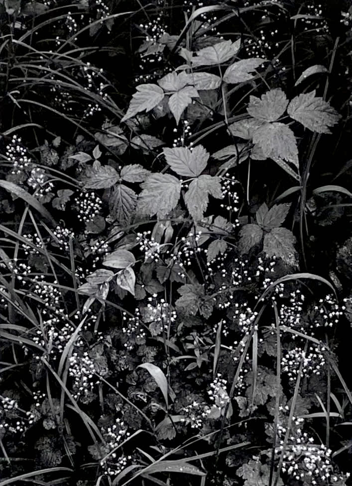 Trailside, Near Juneau, Alaska, From Portfolio One: Twelve Photographic prints by Ansel Adams