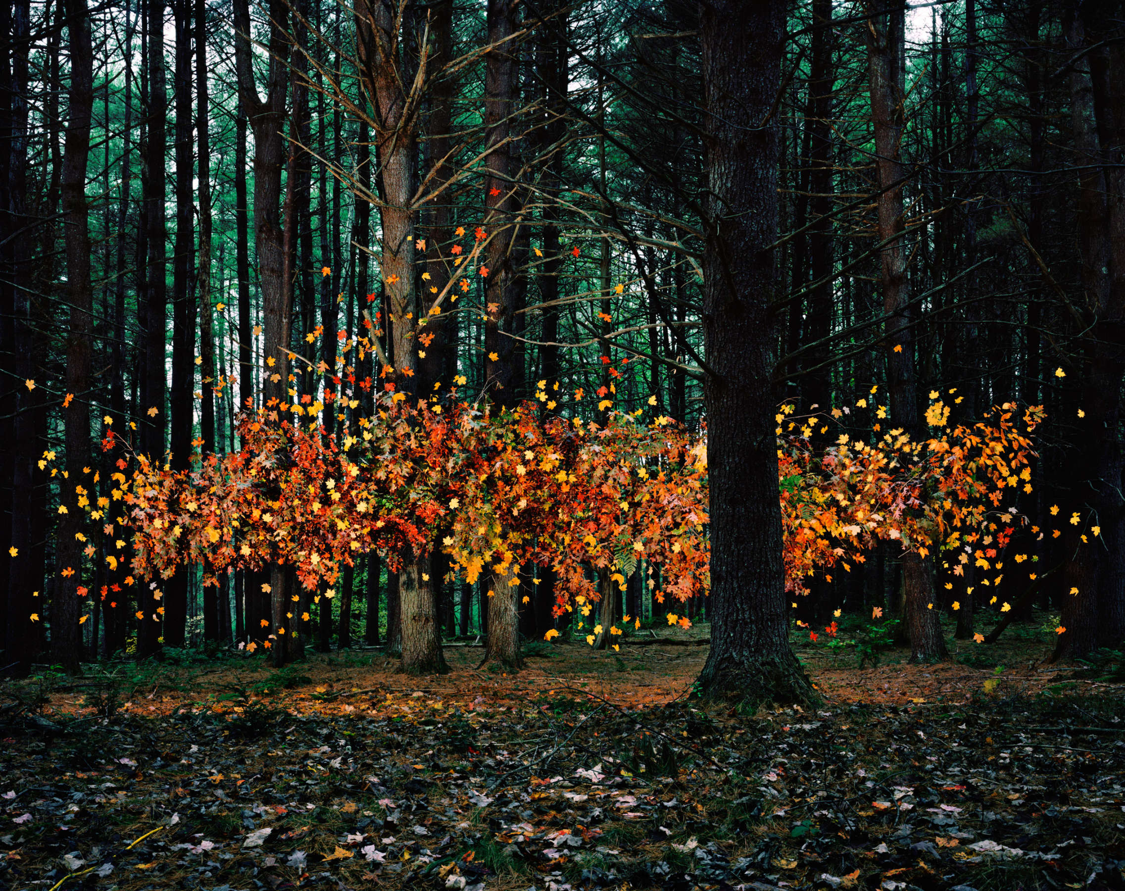 Leaves no. 1, Napanoch, New York