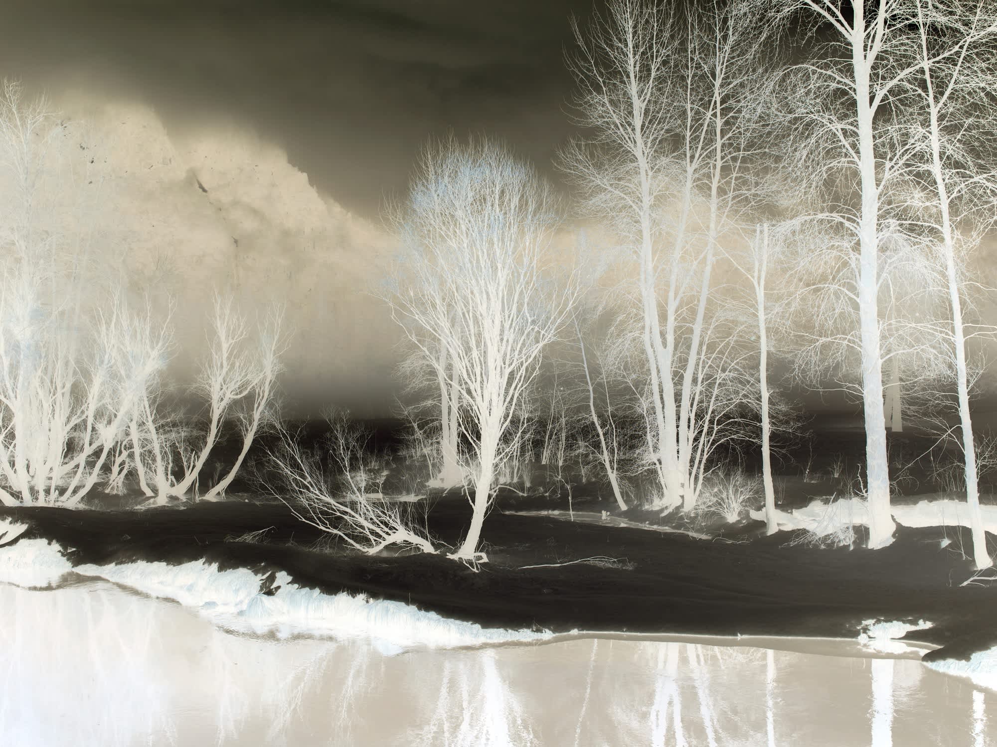 Richard Misrach, Untitled #729700FC (Tree in snow, Yosemite), 2009 