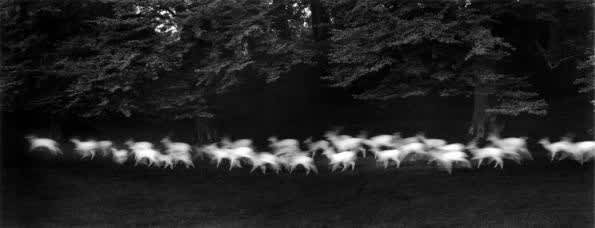 Running White Deer, County Wicklow, Ireland